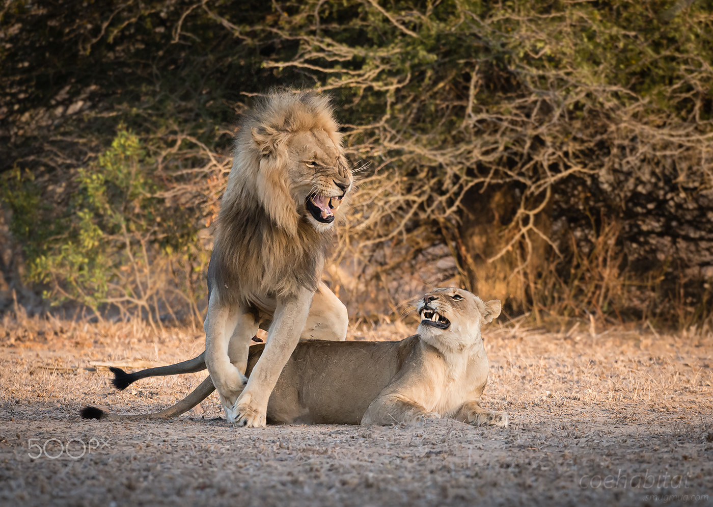 Nikon AF-S Nikkor 200-400mm F4G ED-IF VR sample photo. 'after the act' photography