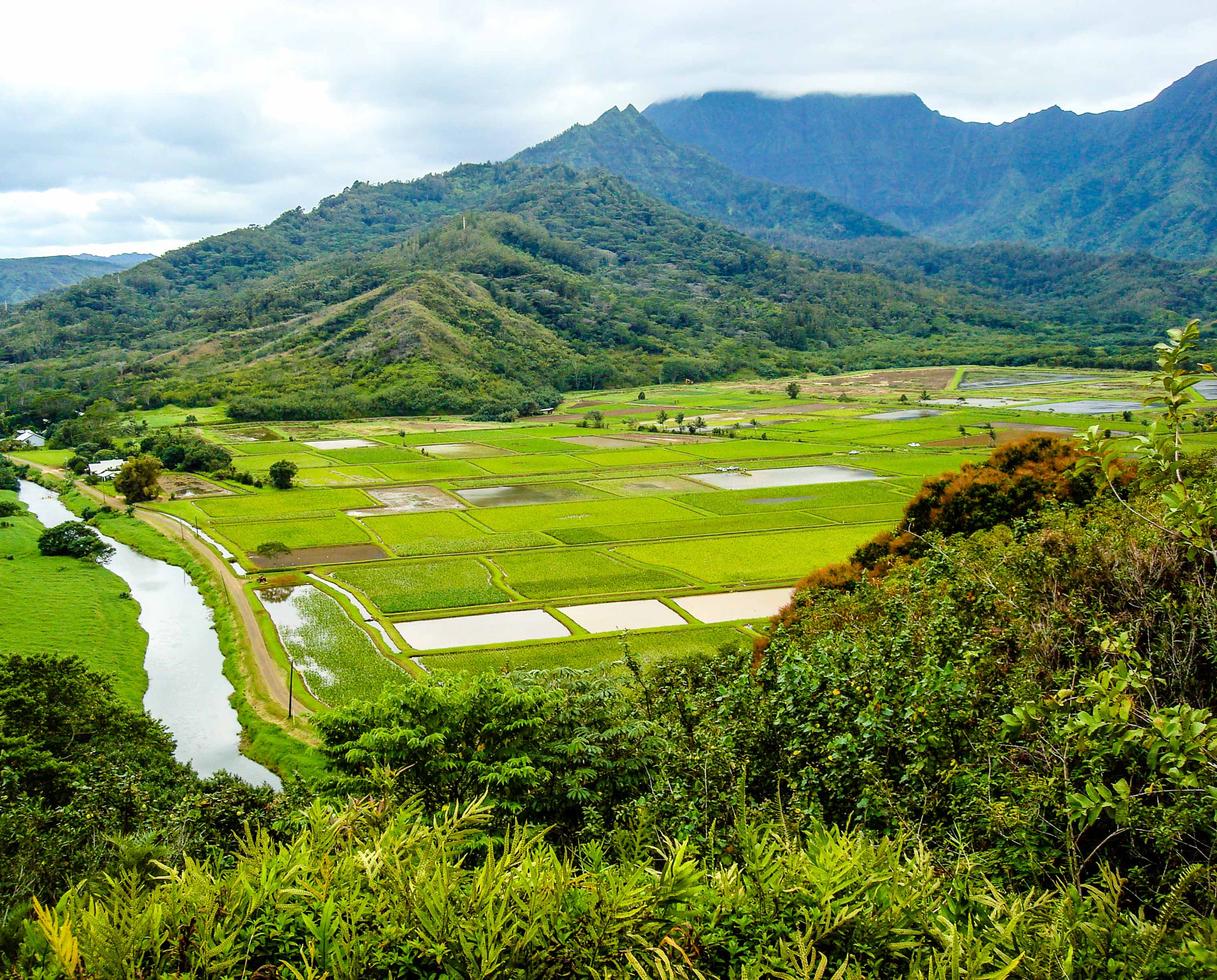 Sony DSC-W90 sample photo. Taro paddies photography