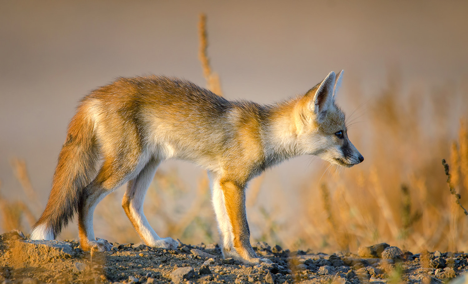 Nikon D7000 + Nikon AF-S Nikkor 500mm F4G ED VR sample photo. Desert fox pup photography