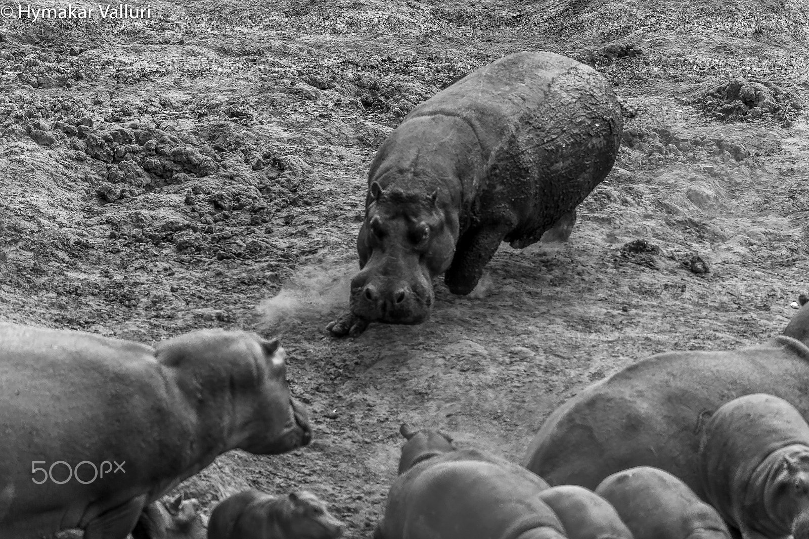 Canon EF 500mm F4L IS II USM sample photo. Hippos charging territory fight photography