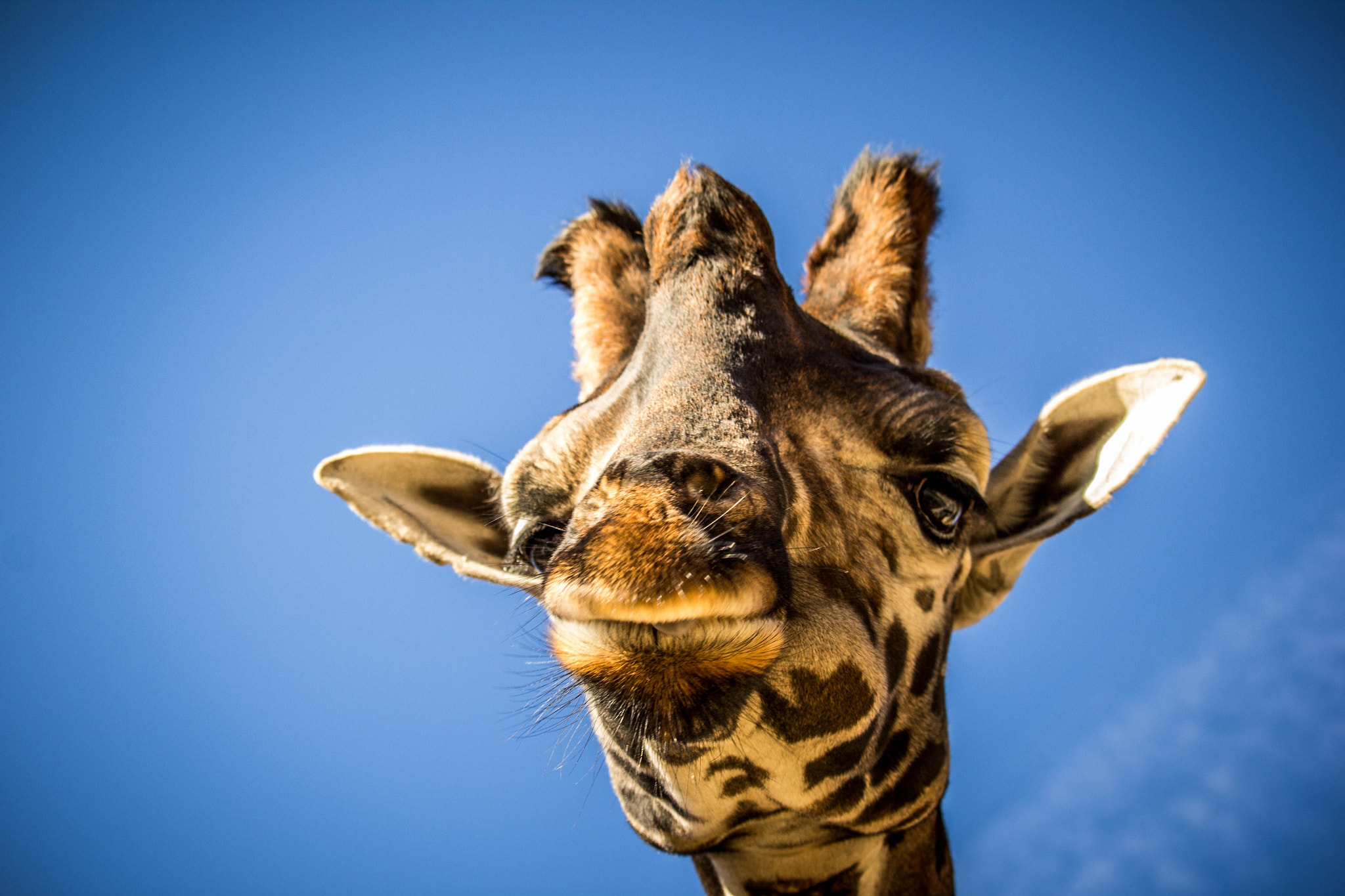 Canon EF-S 55-250mm F4-5.6 IS STM sample photo. Girafe photography