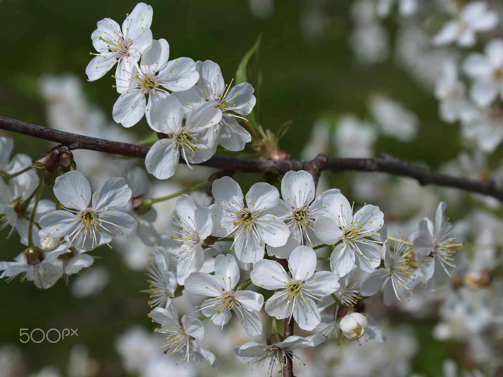 Sigma 50-150mm F2.8 EX APO DC HSM II sample photo. Cherry tree photography