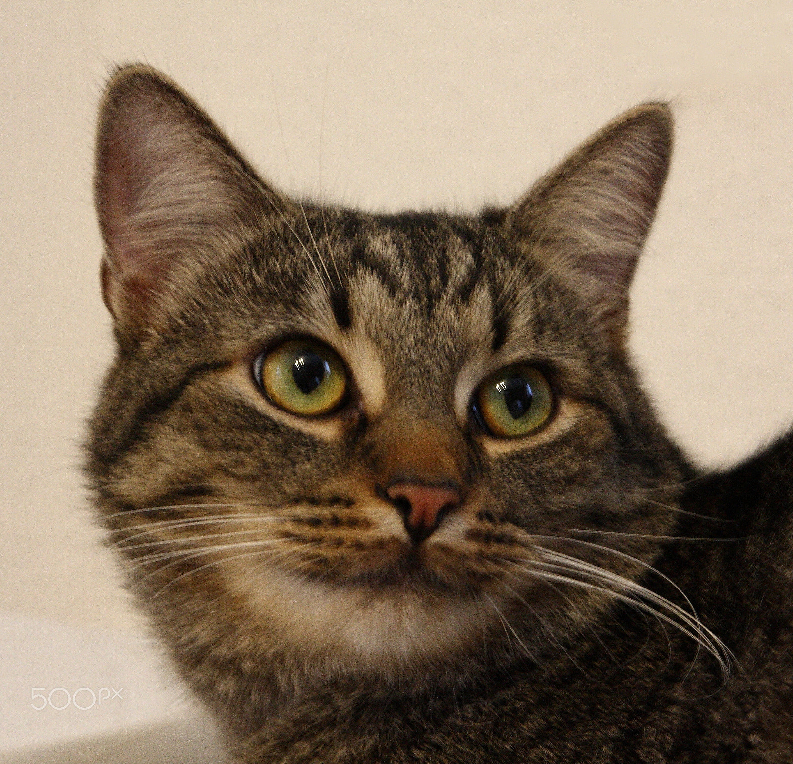 Canon EOS 40D sample photo. Karl photography
