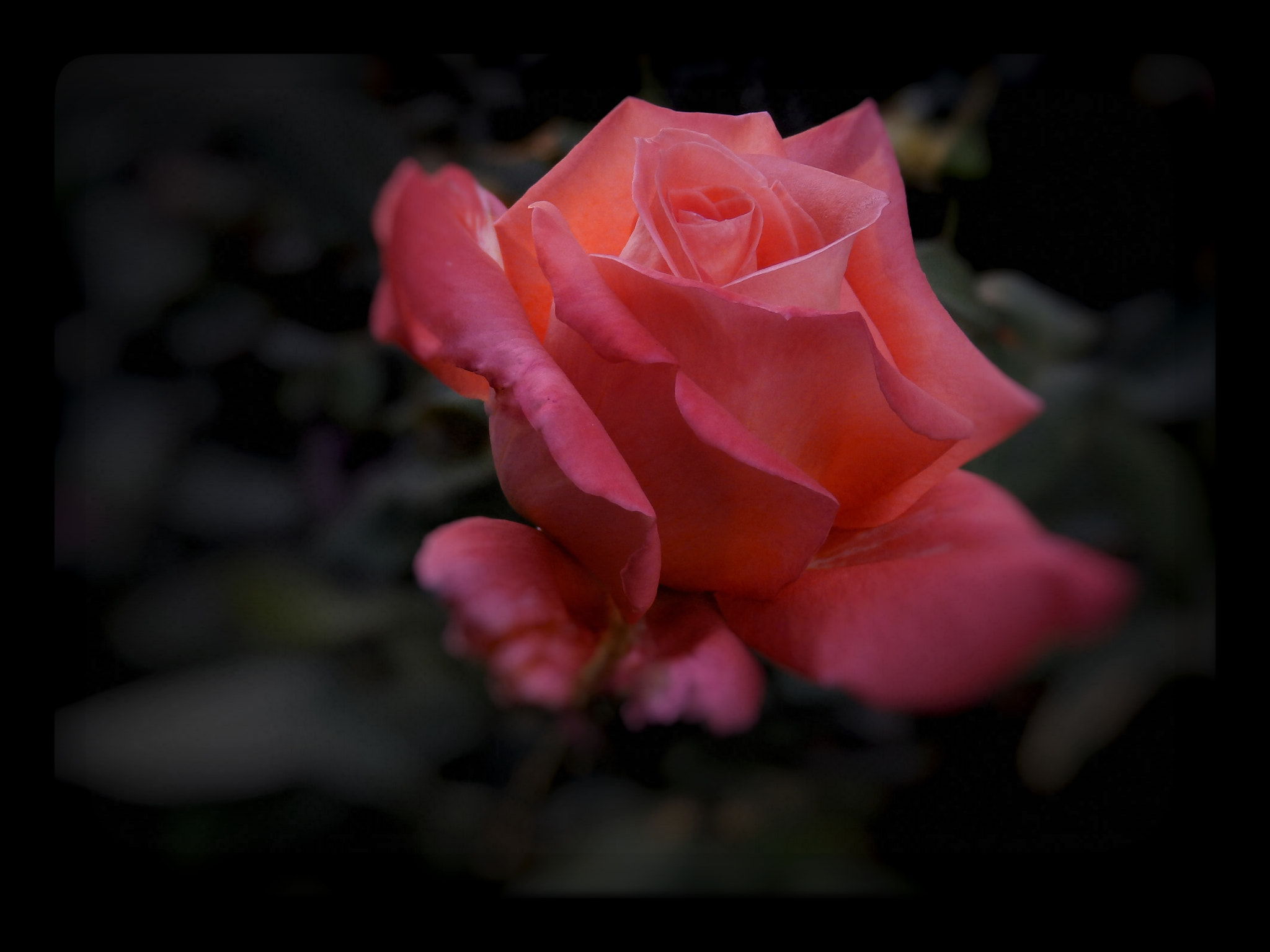 Olympus SP-820UZ sample photo. Rose photography