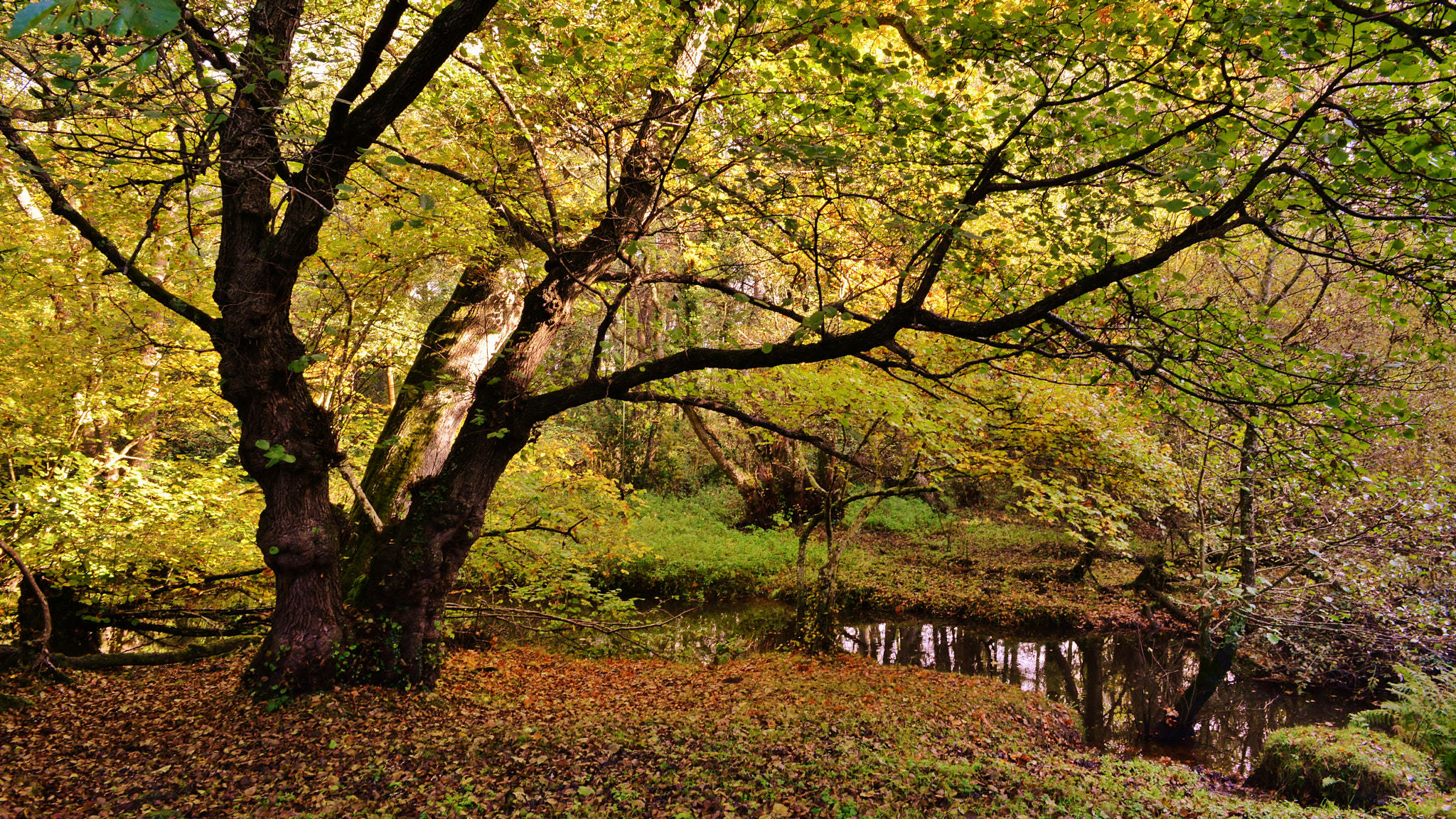 Nikon D610 + Nikon AF Nikkor 24mm F2.8D sample photo. Autumn colours photography