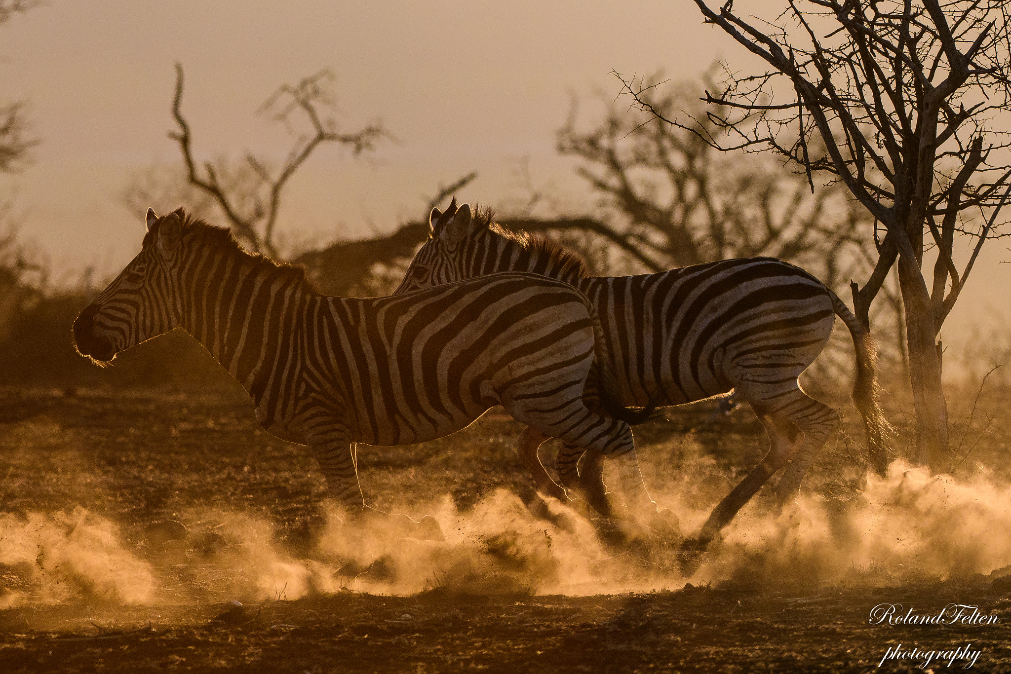 Nikon AF-S Nikkor 200-400mm F4G ED-IF VR sample photo. Galloping zebras photography