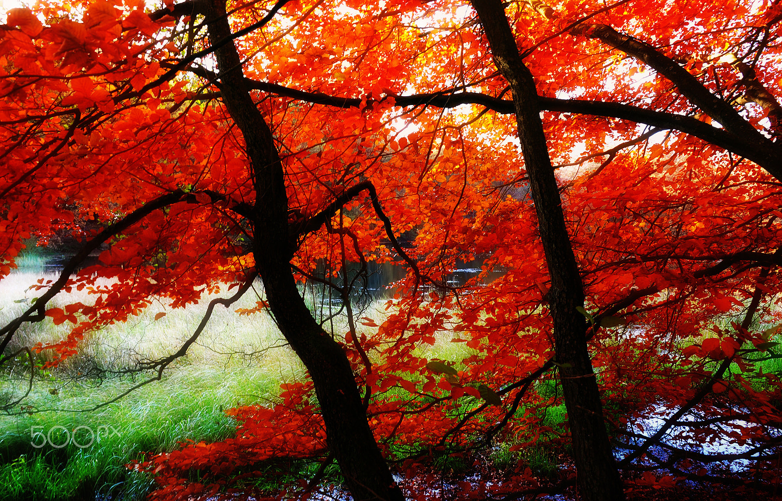 Nikon D300 sample photo. On fire photography