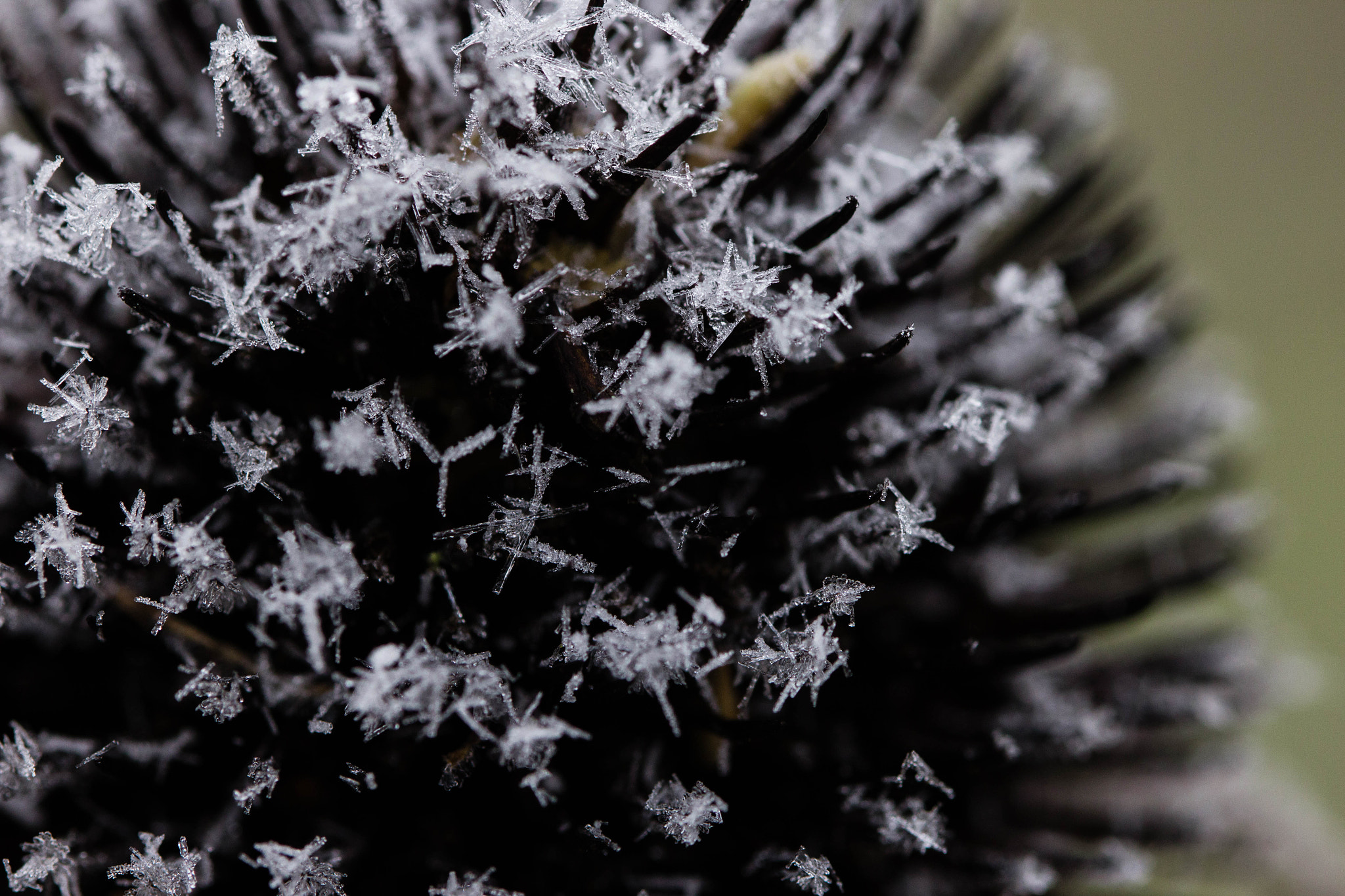 Canon EF 100mm F2.8L Macro IS USM sample photo. First snow photography