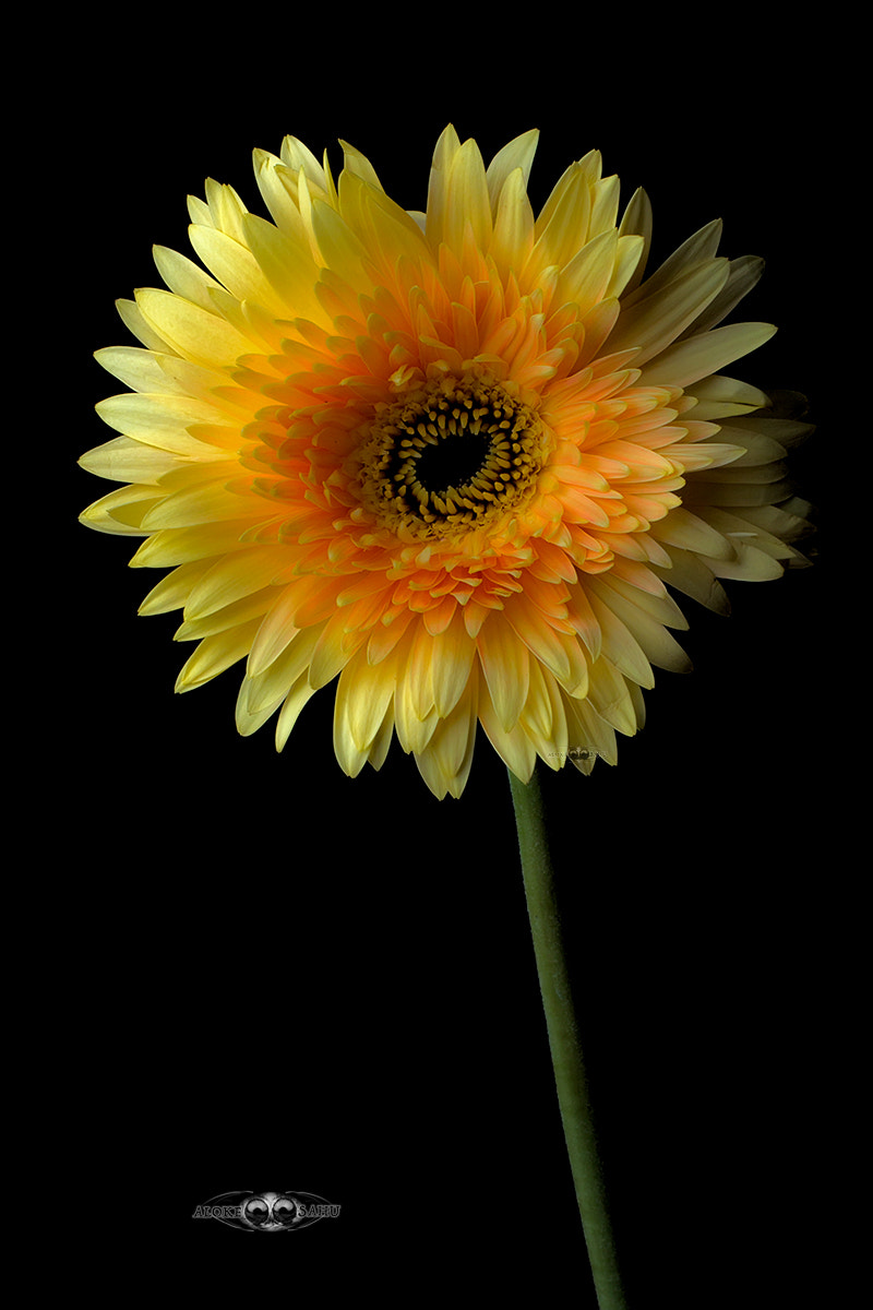 Canon EF 180mm F3.5L Macro USM sample photo. Gerbera photography