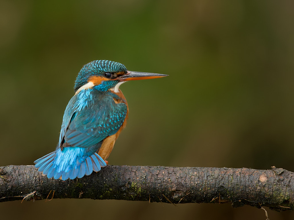 Canon EF 600mm F4L IS II USM sample photo. Common kingfisher  photography