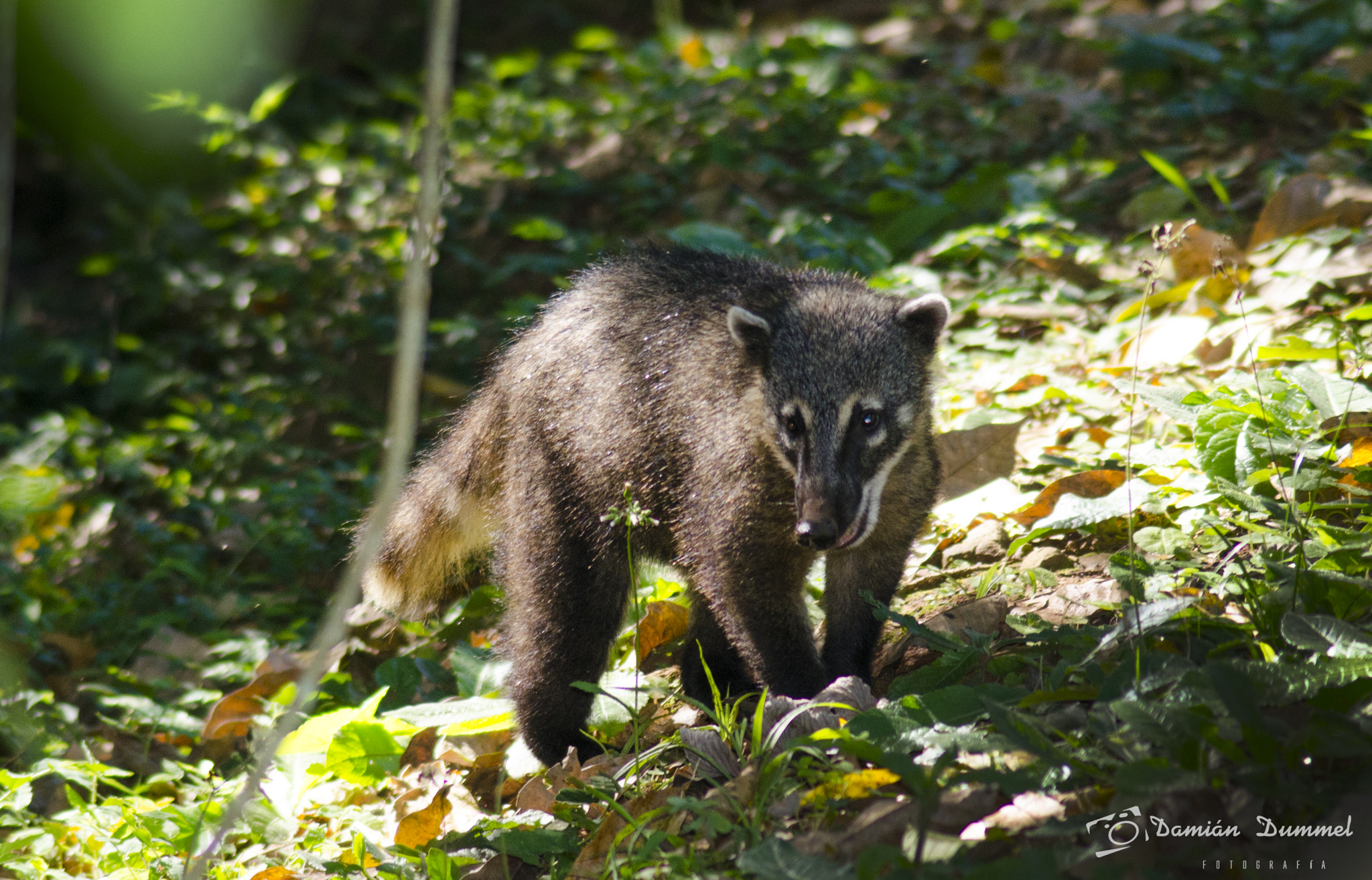Tamron AF 200-400mm f/5.6 LD IF (75D) sample photo. Coatí (nasua nasua) photography