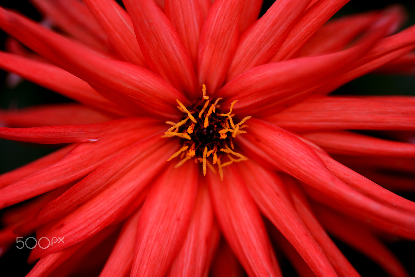 Nikon D600 sample photo. Red dahlia. photography
