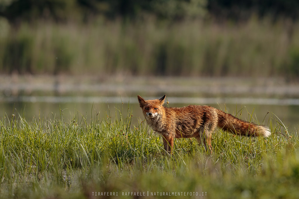 Canon EOS 6D + Canon EF 400mm F5.6L USM sample photo. Fox photography