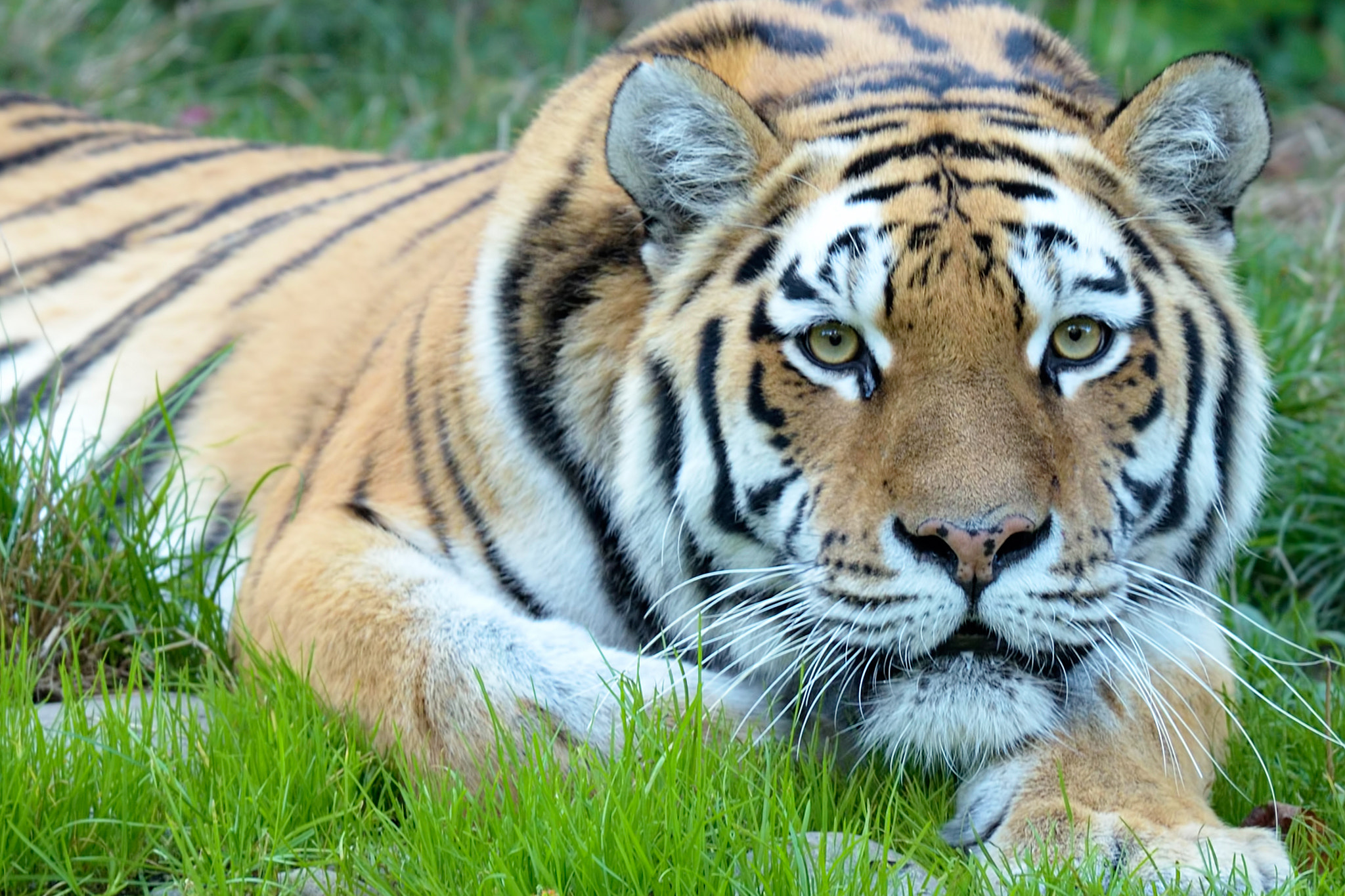 Nikon D3X sample photo. He eats photographers photography