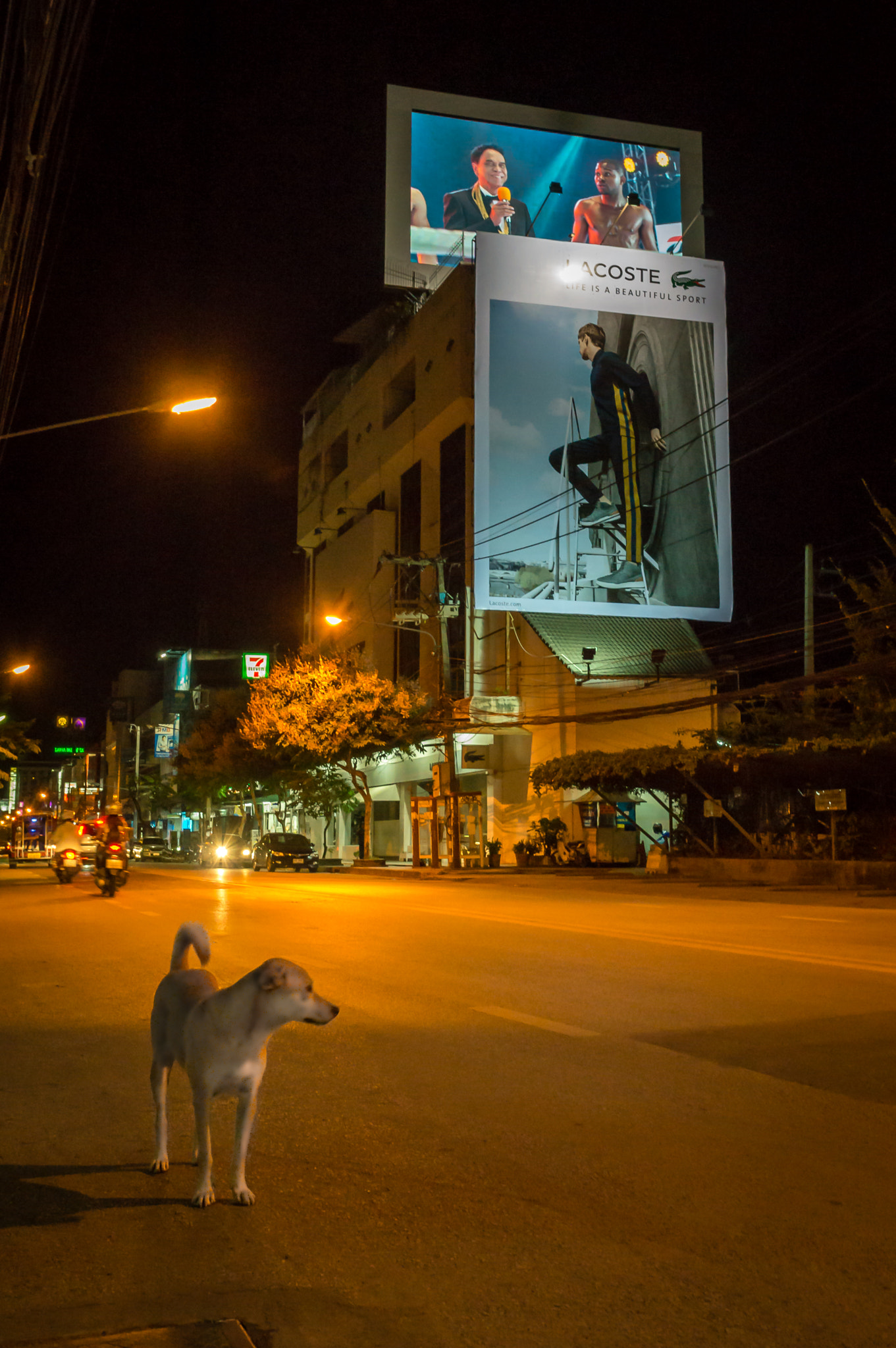 Sony SLT-A57 + Sony DT 16-50mm F2.8 SSM sample photo. Thailand dog photography