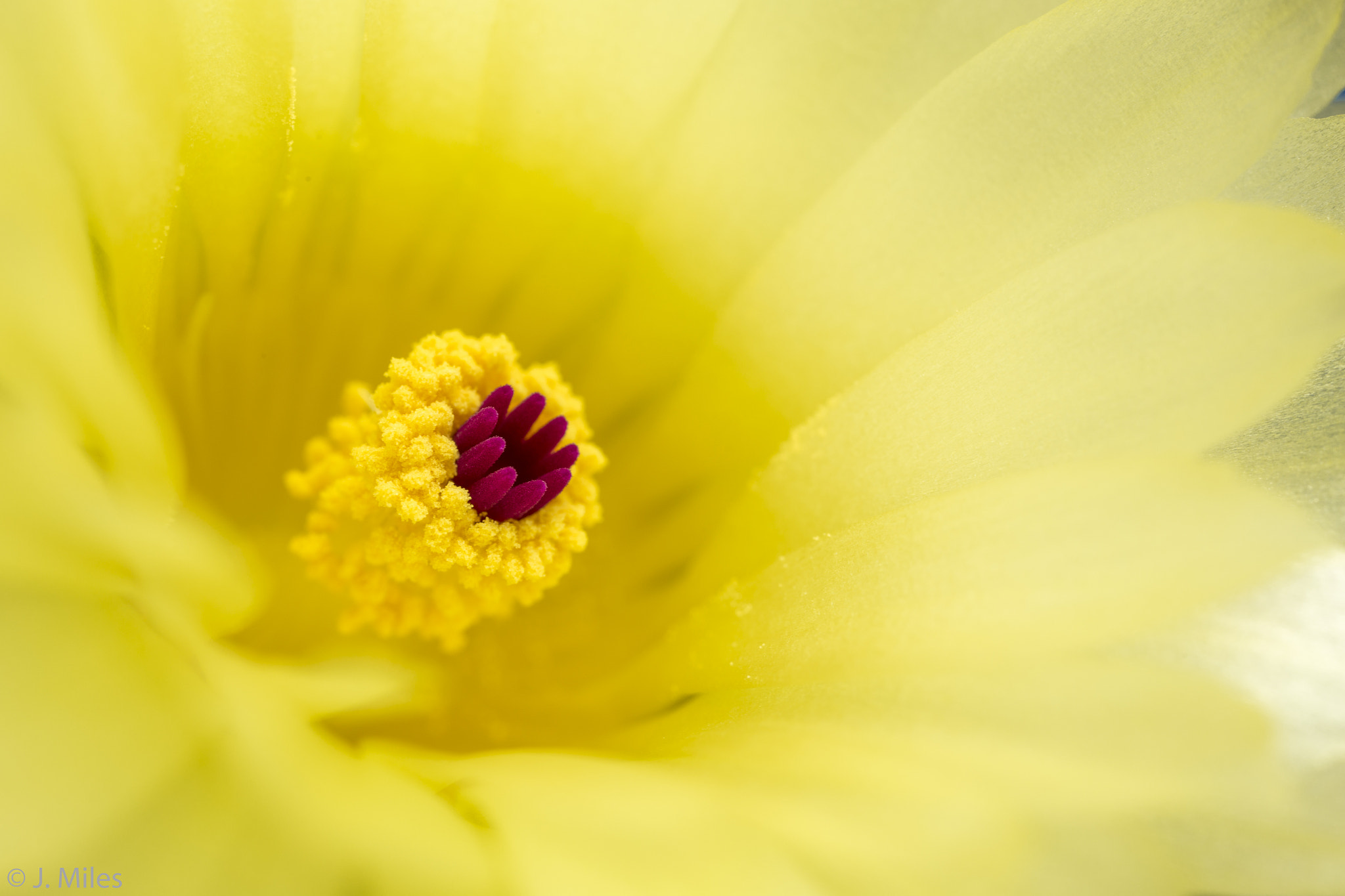 Canon MP-E 65mm F2.5 1-5x Macro Photo sample photo. Cactus flower photography