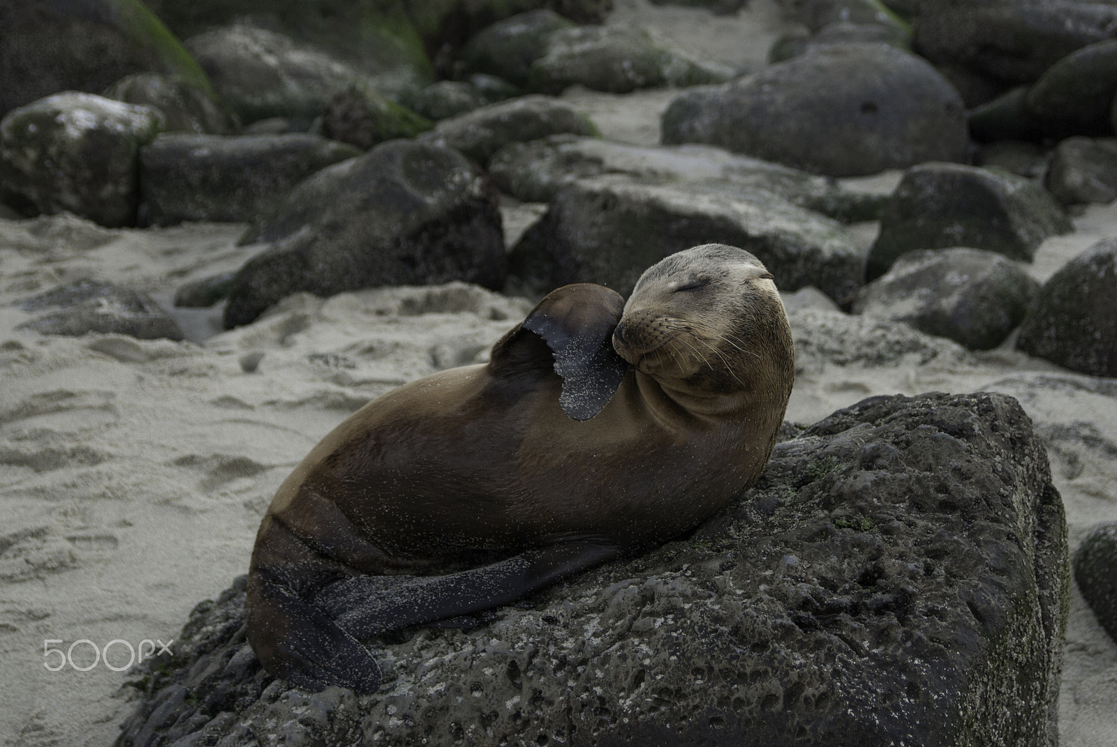Sigma 17-50mm F2.8 EX DC OS HSM sample photo. Sea lion pup at la jolla cove photography