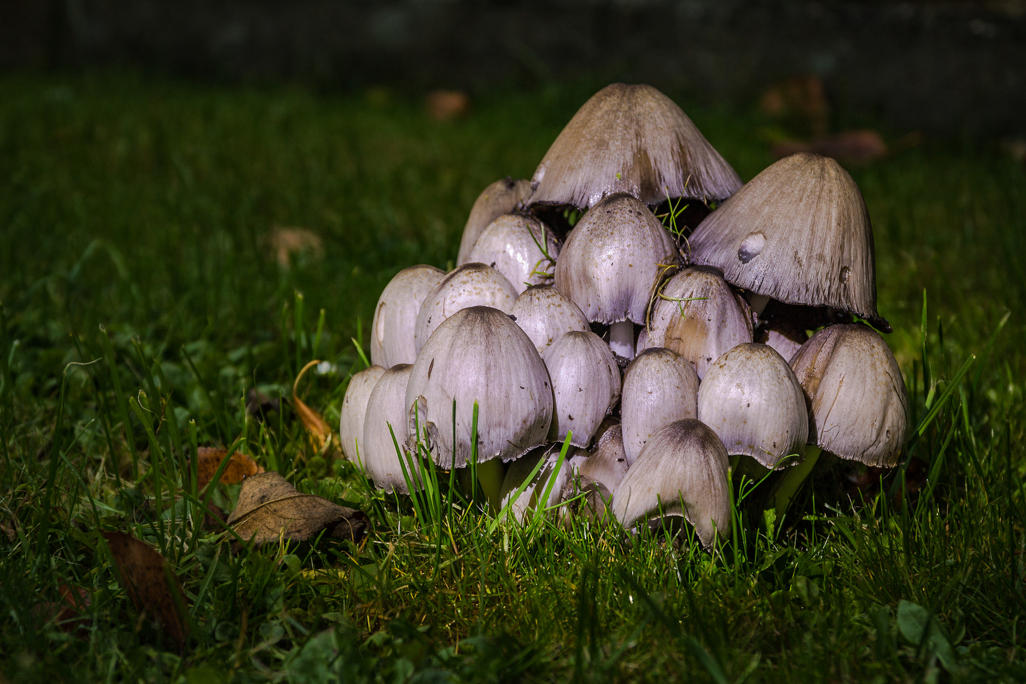 Sigma 17-70mm F2.8-4 DC Macro OS HSM sample photo. Pilze photography