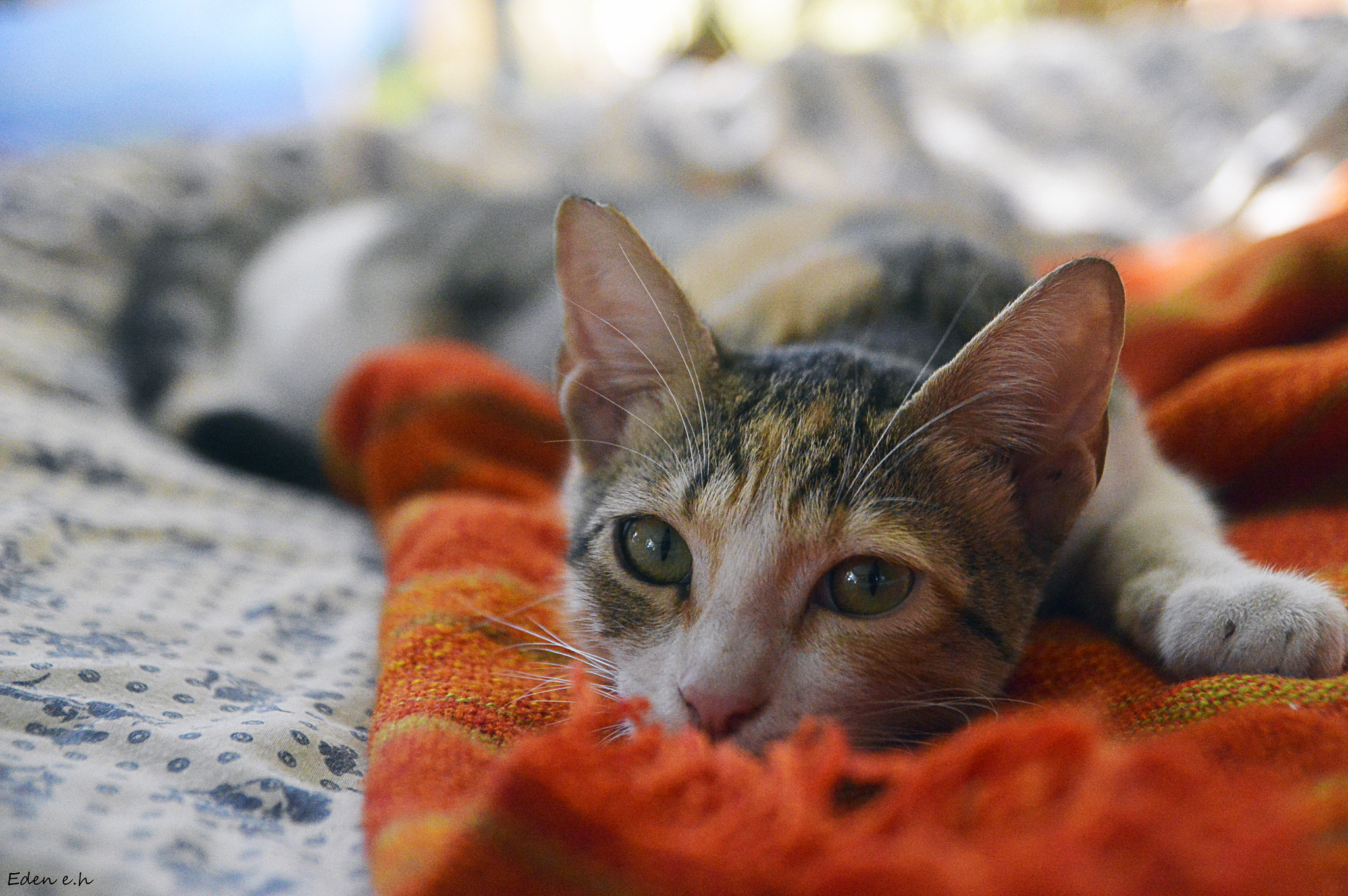 Nikon D3200 sample photo. Dsc photography