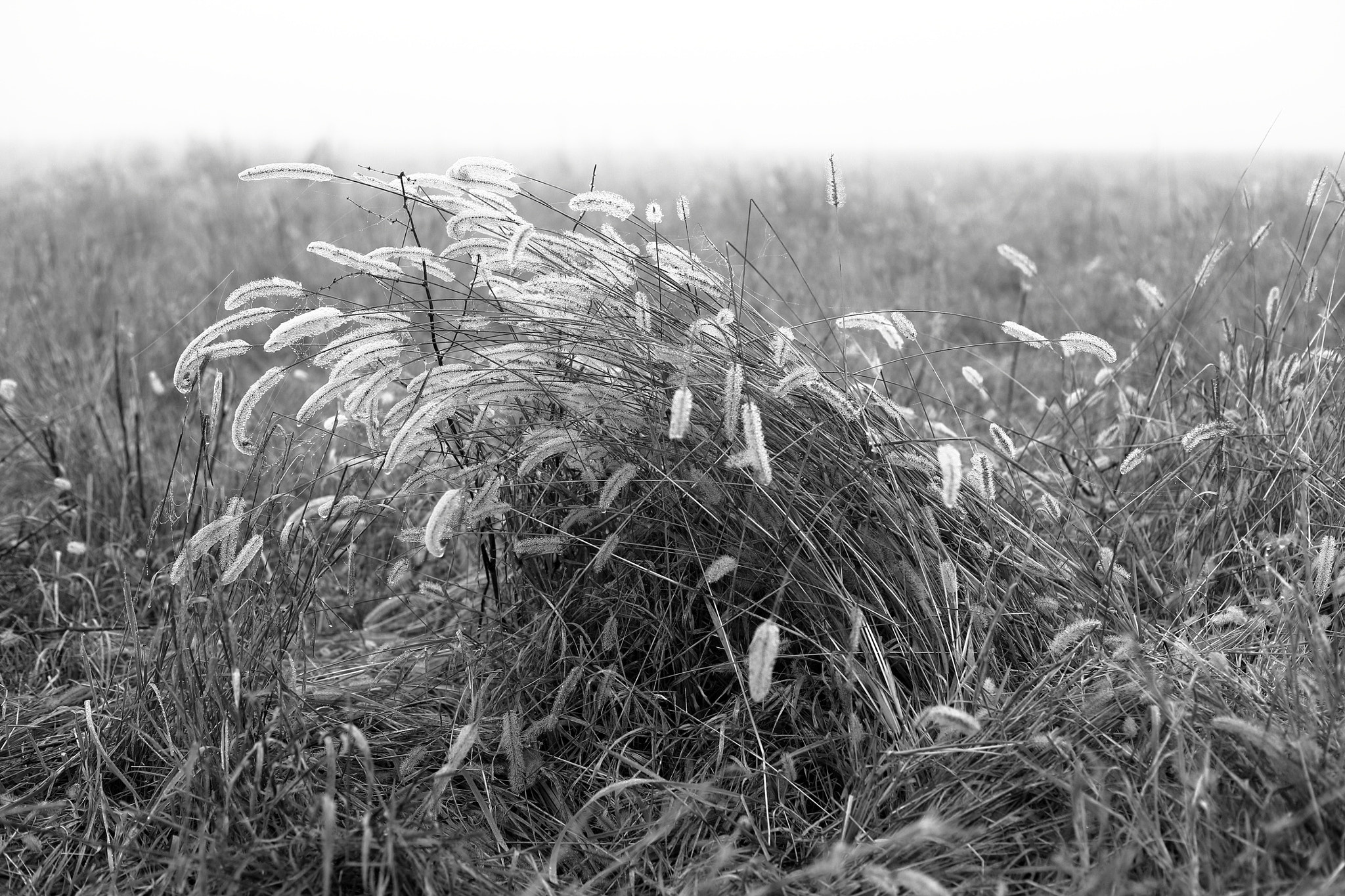 Canon EOS 5D Mark II + Canon EF 50mm f/1.8 sample photo. Dewy weeds photography