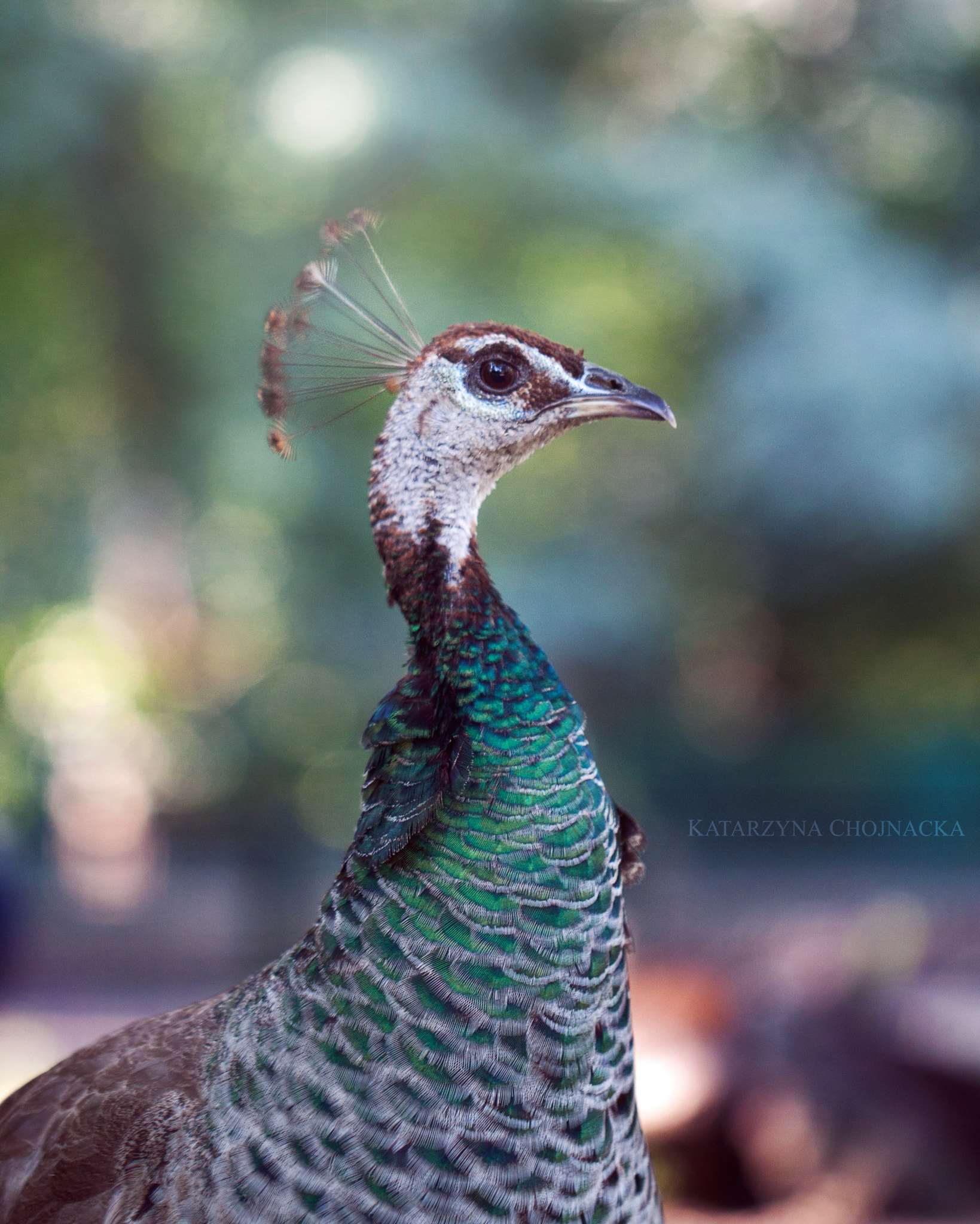 Canon EF 100mm F2.8L Macro IS USM sample photo. Beauty queen photography