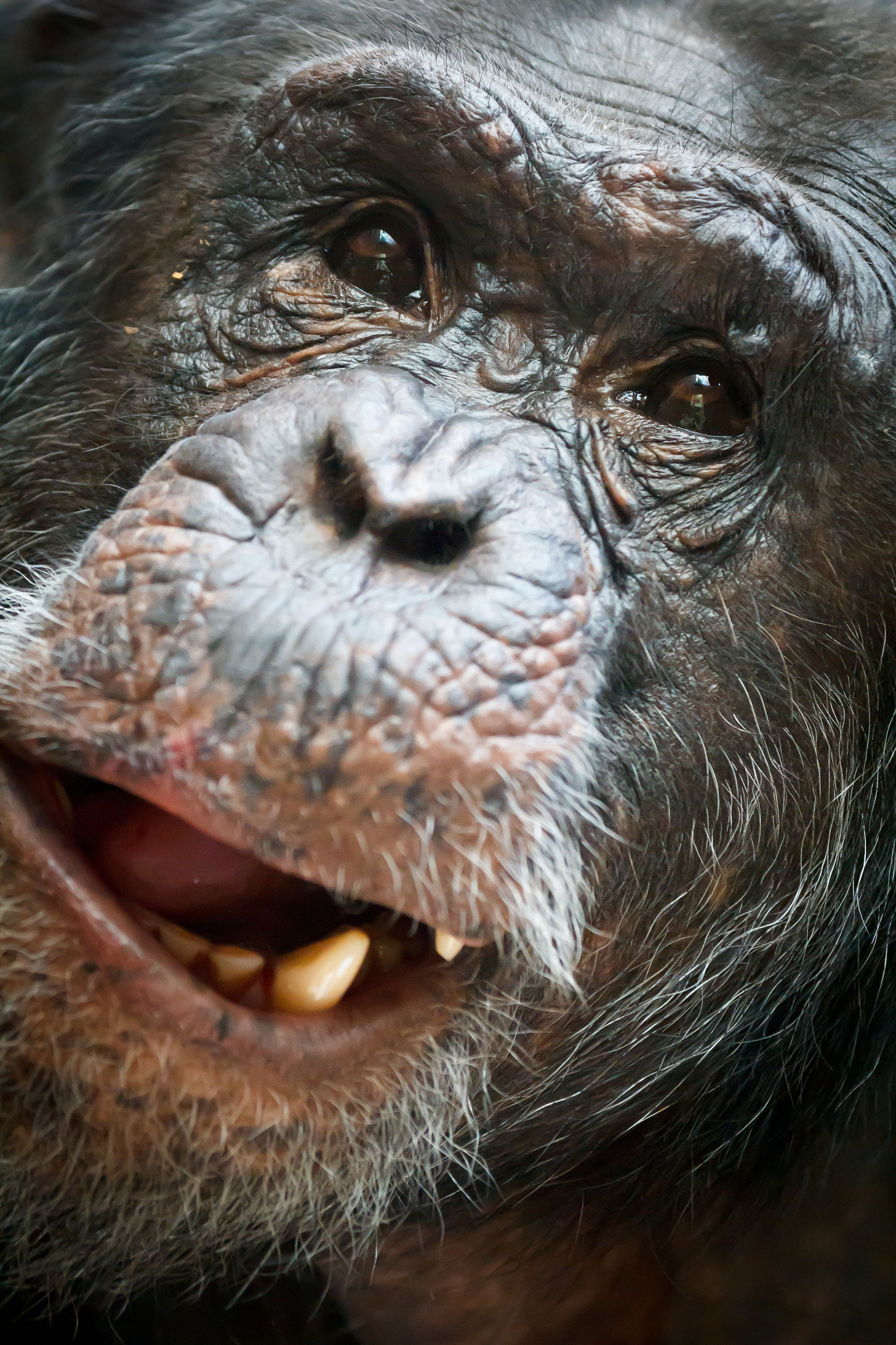 Canon EF 70-300mm F4-5.6L IS USM sample photo. Chimpanzee photography