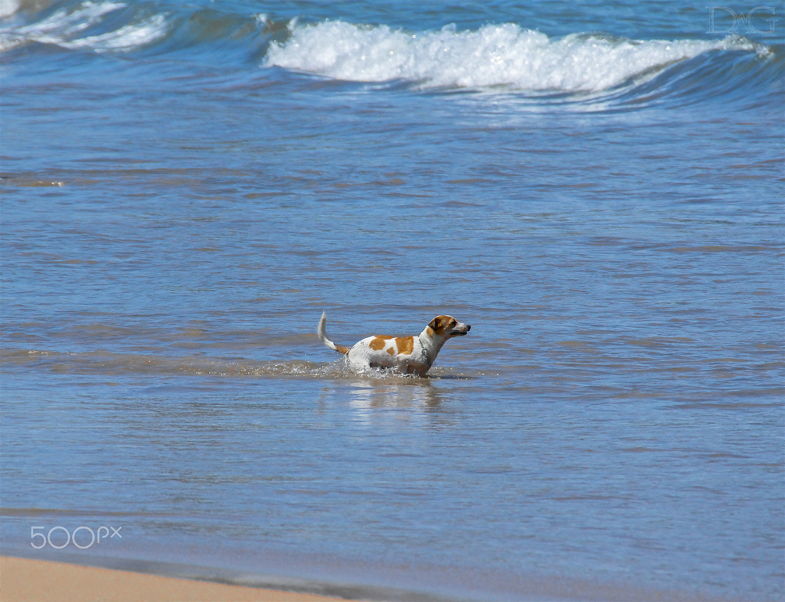 Sony SLT-A77 sample photo. Hund am baden :-)) !! photography