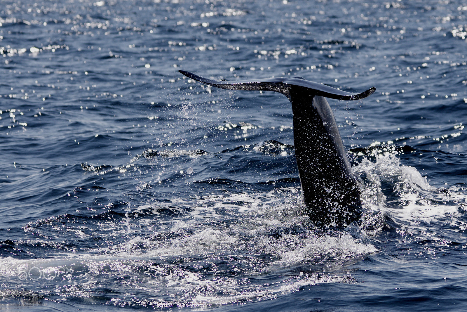Sigma 150-500mm F5-6.3 DG OS HSM sample photo. Slipping into the deep photography