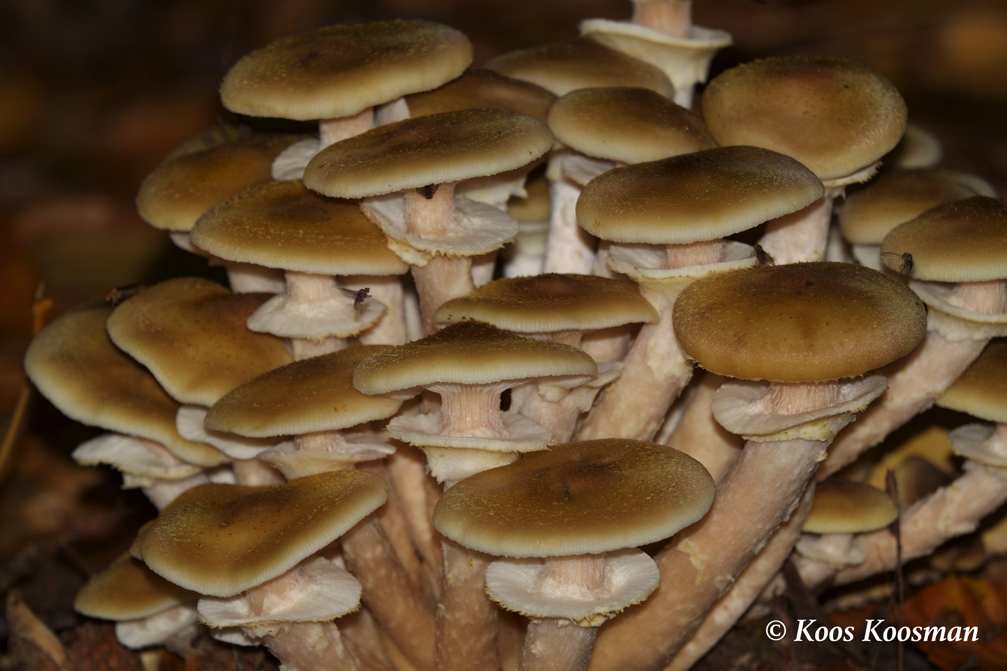 Canon EF 100-400mm F4.5-5.6L IS USM sample photo. Fungi photography