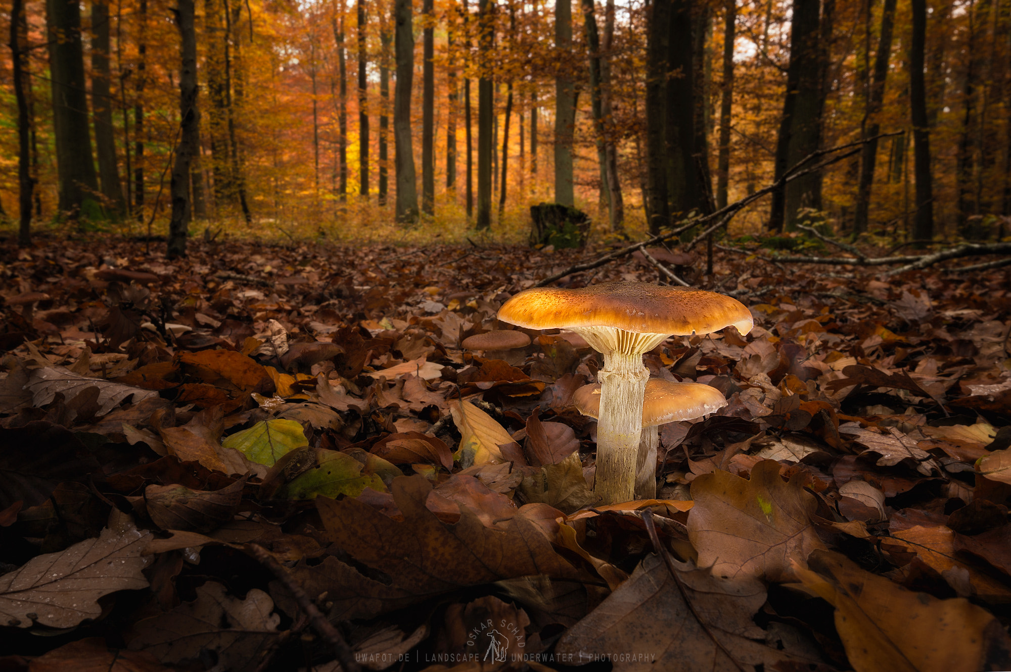 Nikon D4 sample photo. Mushroom lightpainting photography