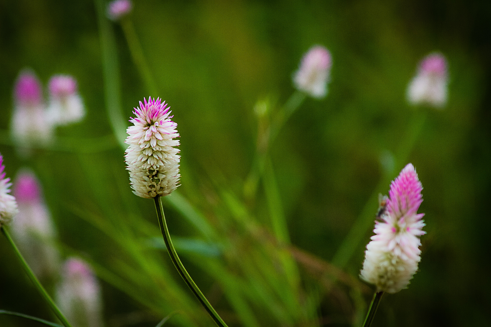 Canon EOS 7D sample photo. Valley of flowers@kaas photography