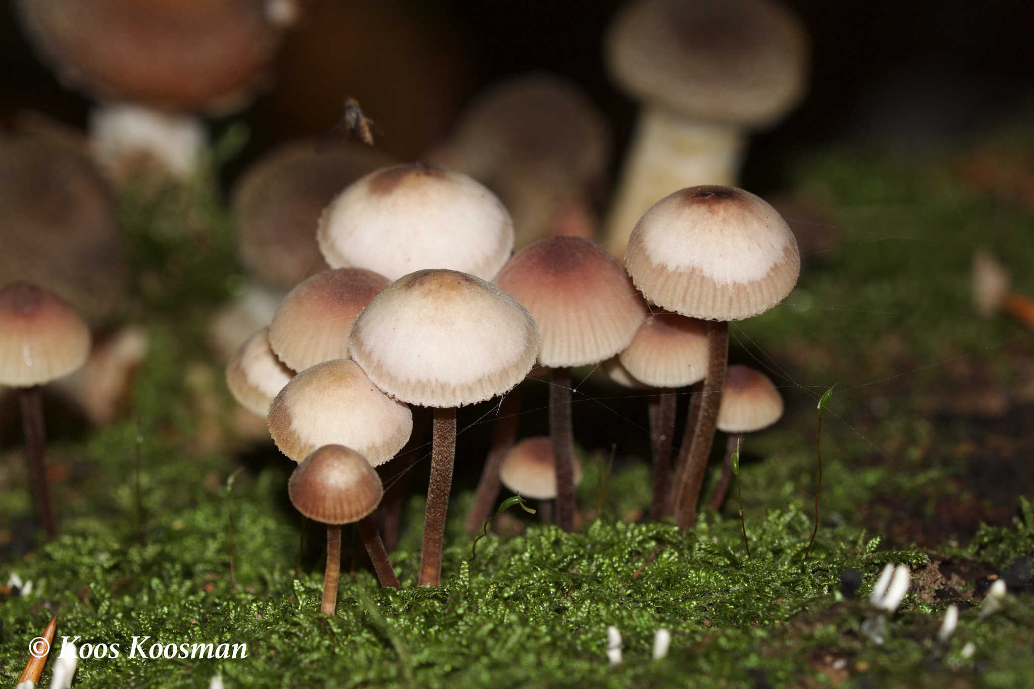Canon EF 100-400mm F4.5-5.6L IS USM sample photo. Muscheron photography