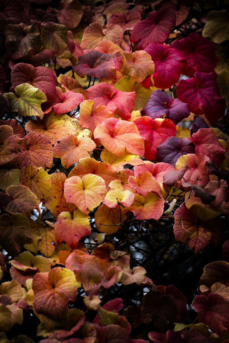 Nikon D800 sample photo. Autumn photography