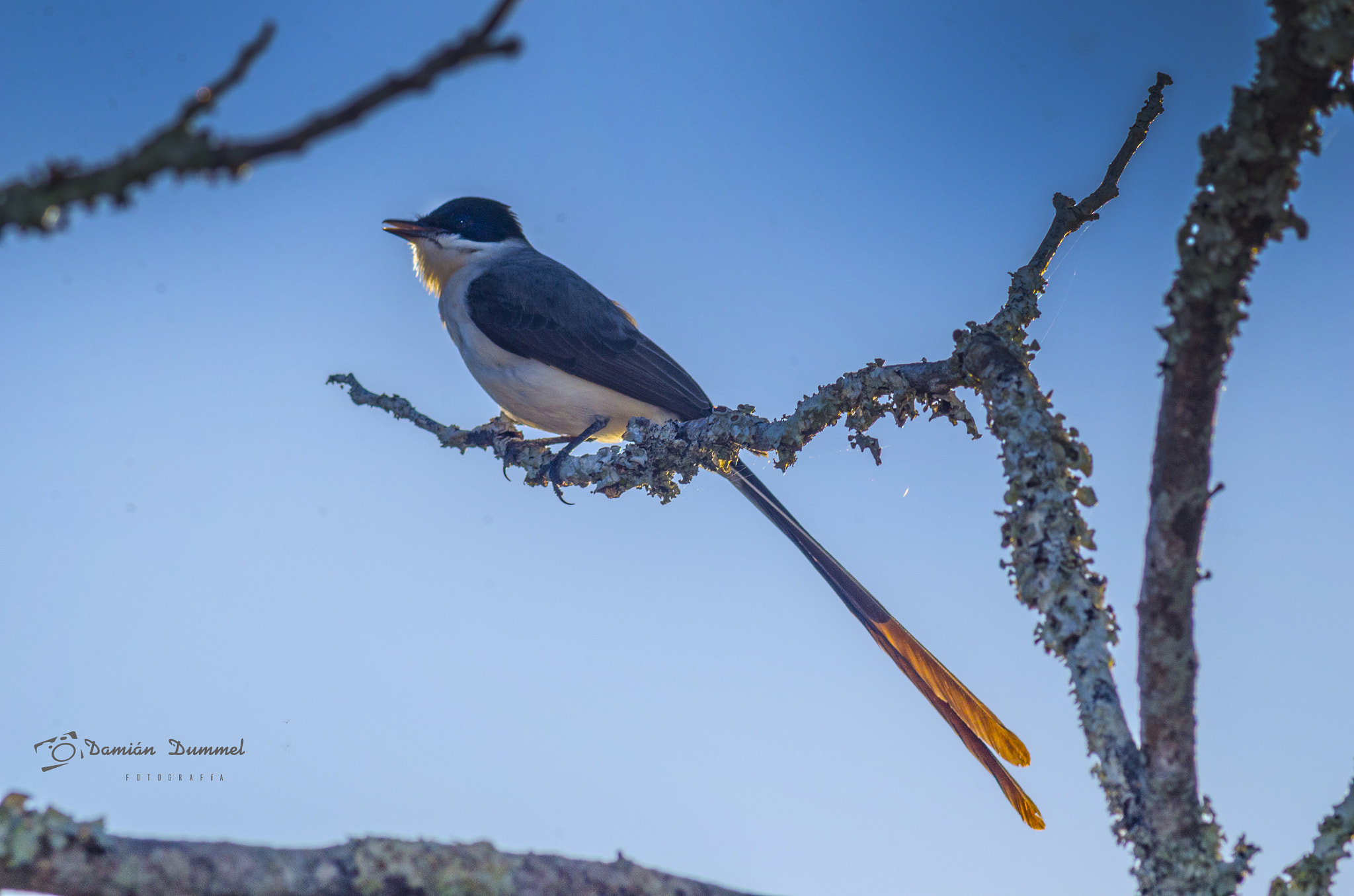Tamron AF 200-400mm f/5.6 LD IF (75D) sample photo. Aves: tijereta (tyrannus savana) photography