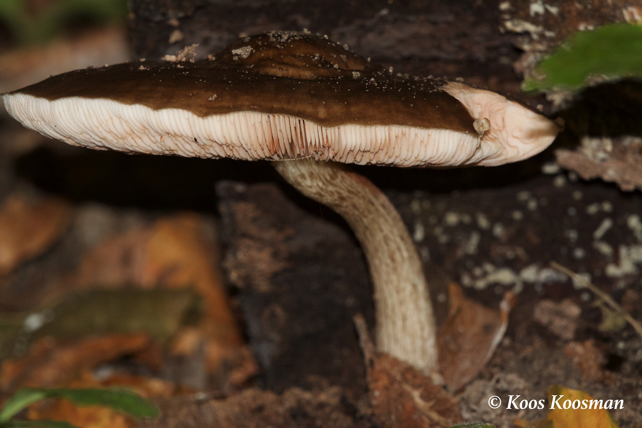 Canon EF 100-400mm F4.5-5.6L IS USM sample photo. Toad-stool photography