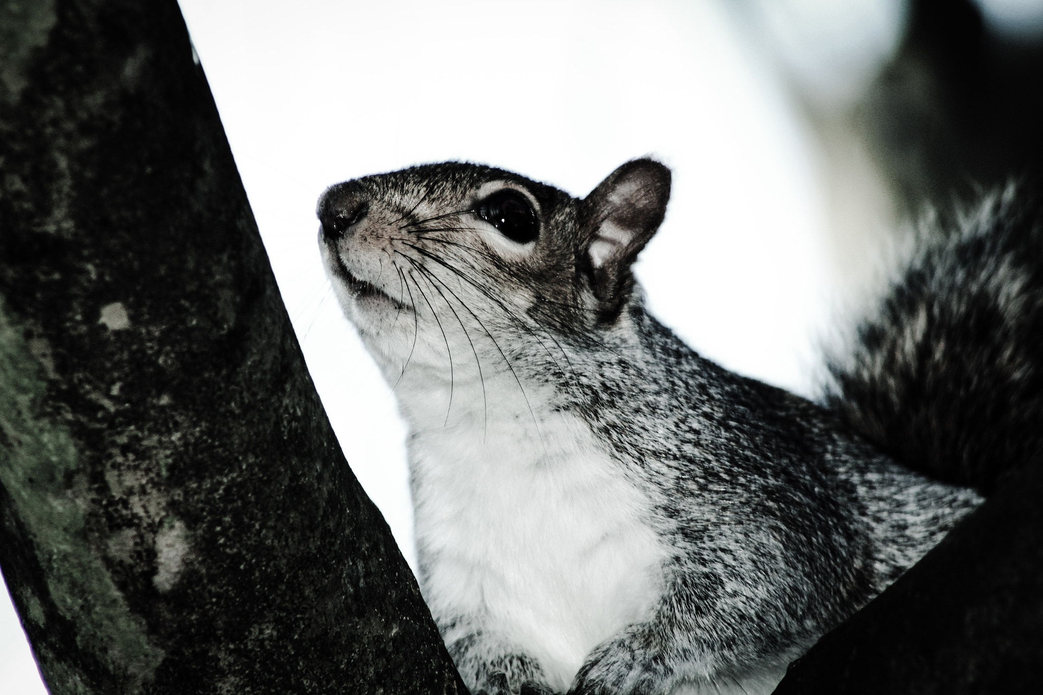 Canon EOS 100D (EOS Rebel SL1 / EOS Kiss X7) + EF75-300mm f/4-5.6 sample photo. Little friend photography