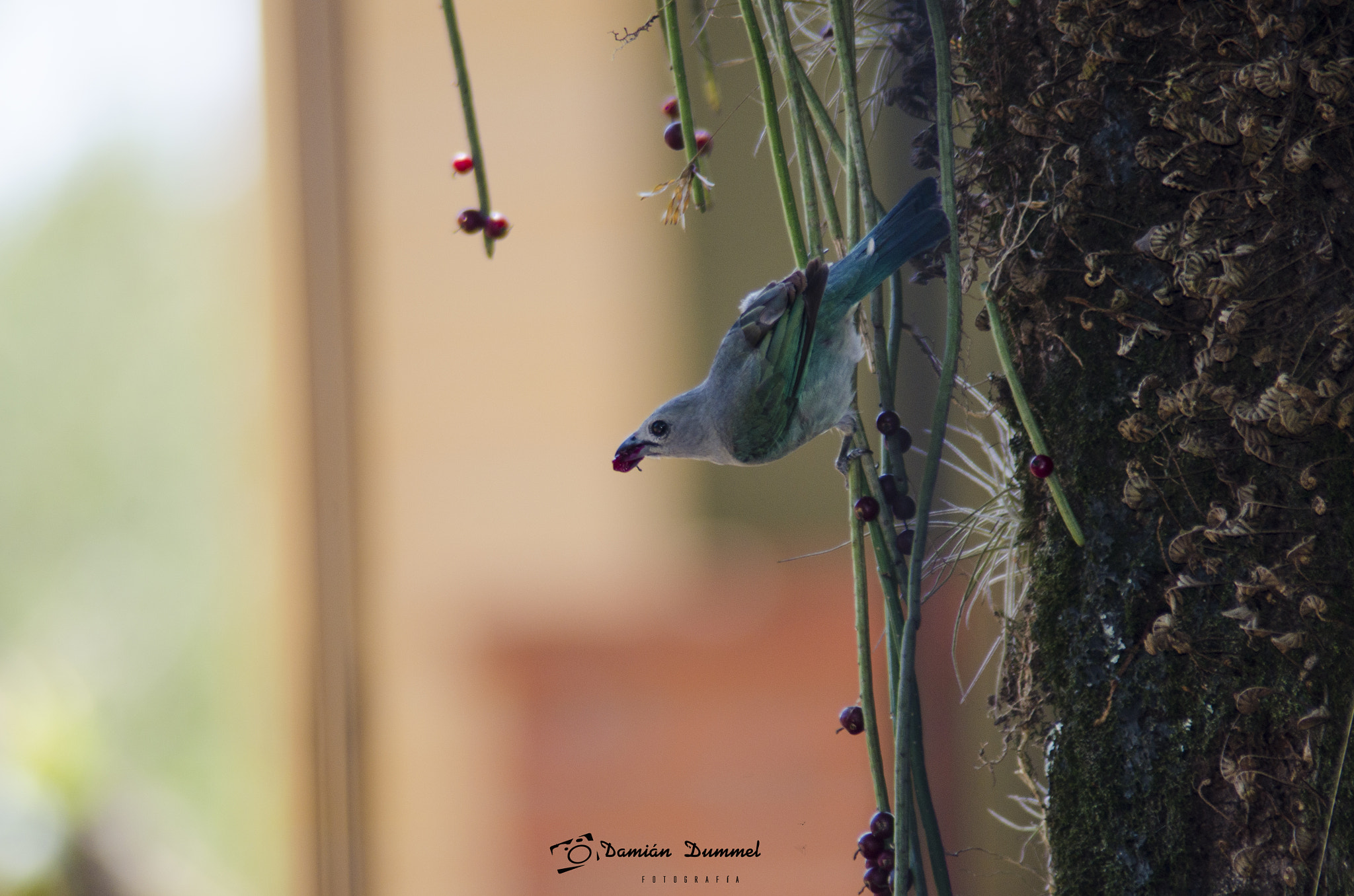 Tamron AF 200-400mm f/5.6 LD IF (75D) sample photo. Aves: celestino común (thraupis sayaca) photography