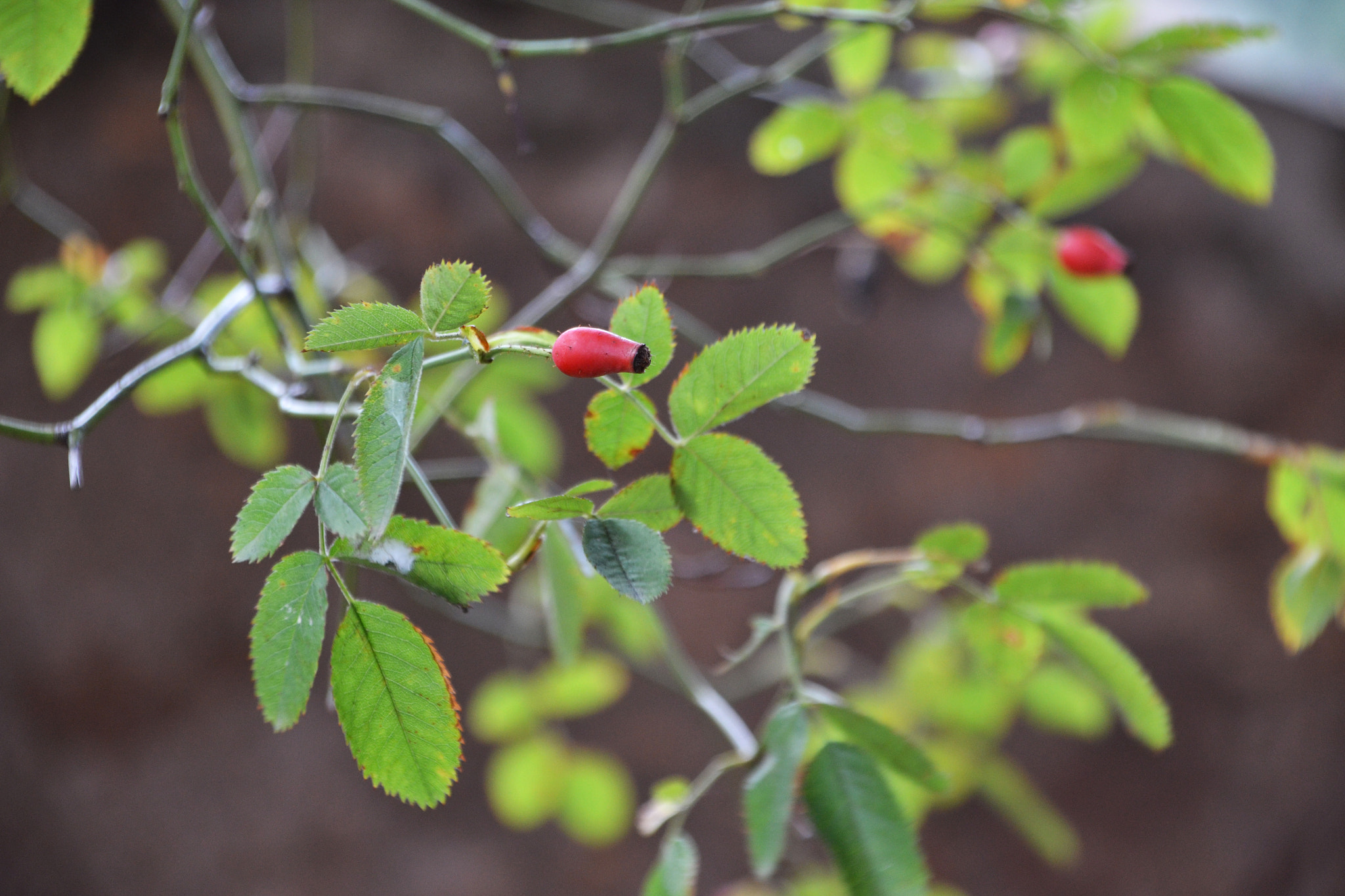 Sigma 28-300mm F3.5-6.3 DG Macro sample photo. Delicacy• photography