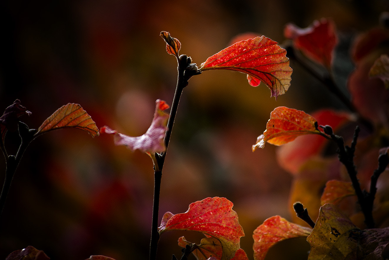 Nikon D800 sample photo. Autumn's dance photography