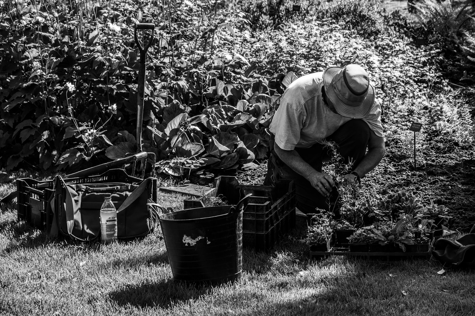 Sony SLT-A65 (SLT-A65V) sample photo. Green fingered photography
