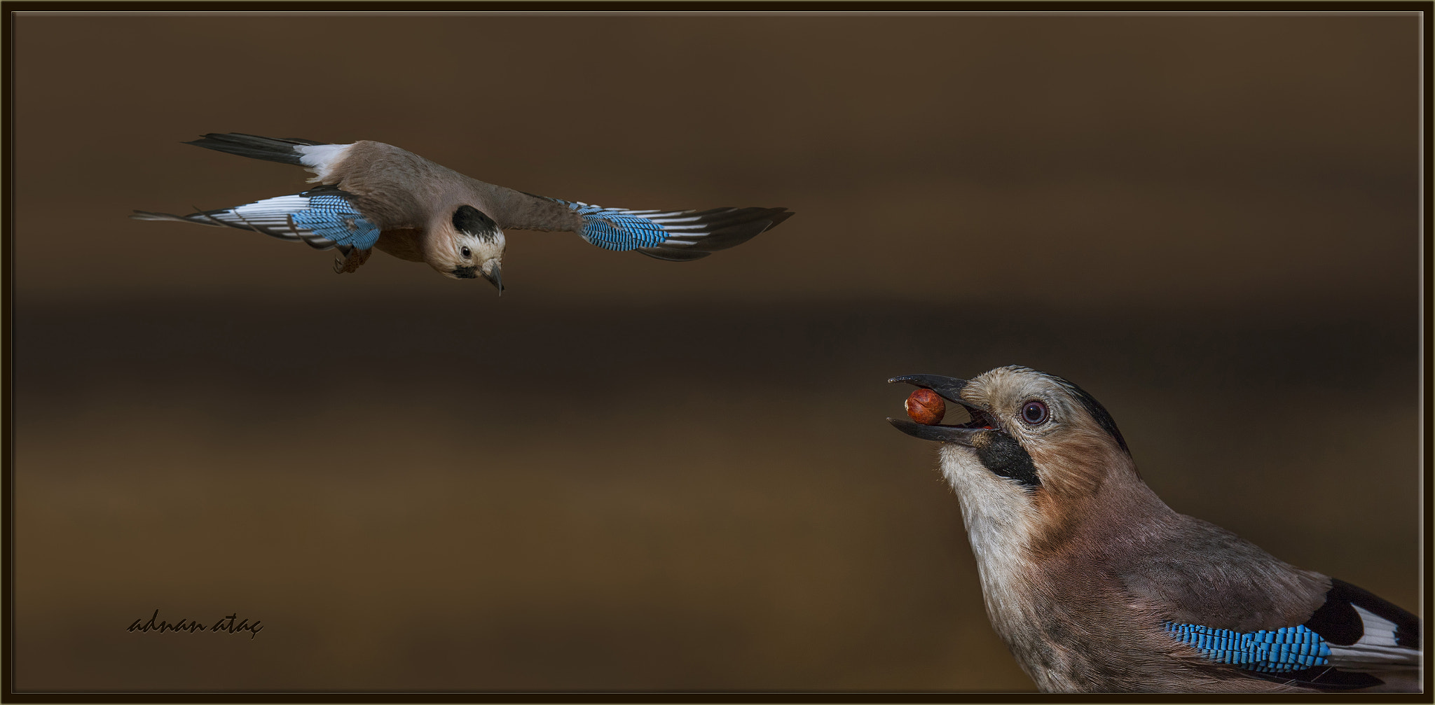 Sigma 150-600mm F5-6.3 DG OS HSM | S sample photo. Alakarga - eurasian jay - garrulus glandarius photography