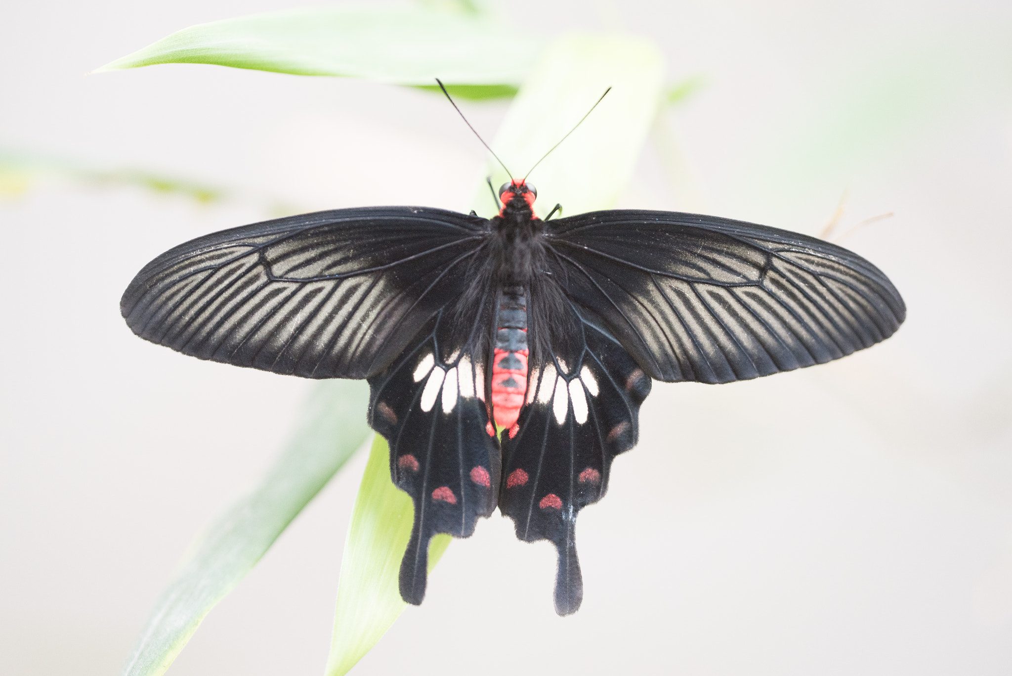 Sigma 150mm F2.8 EX DG OS Macro HSM sample photo. Atrophaneura aristolochiae photography
