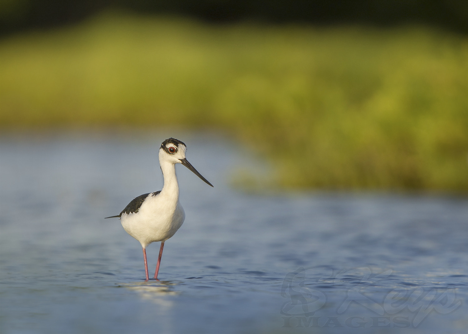 Sigma 500mm F4.5 EX DG HSM sample photo. Along the grasses (black-necked stilt) photography