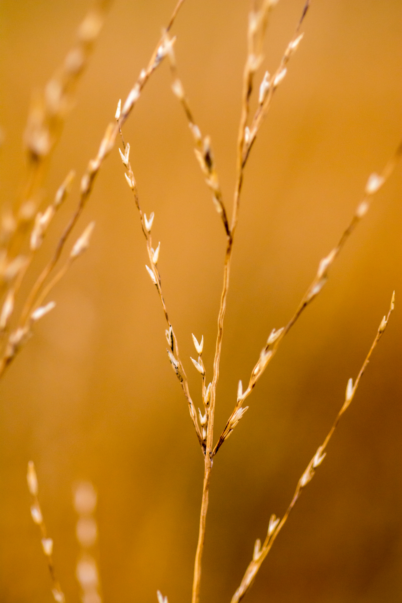 Nikon D7100 + AF Micro-Nikkor 60mm f/2.8 sample photo. Yellow ochre. photography