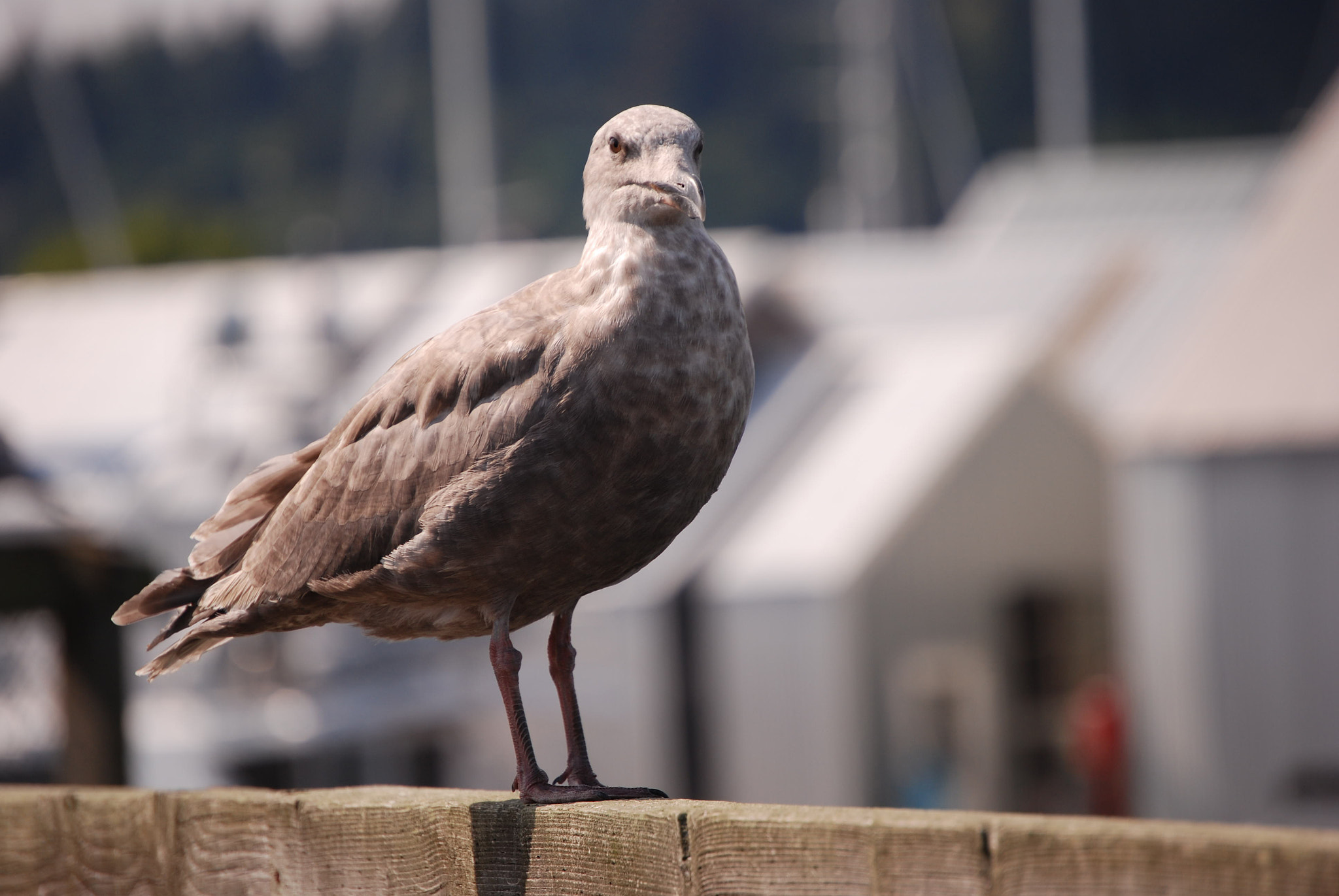 Nikon D60 sample photo. Don't look at me! photography