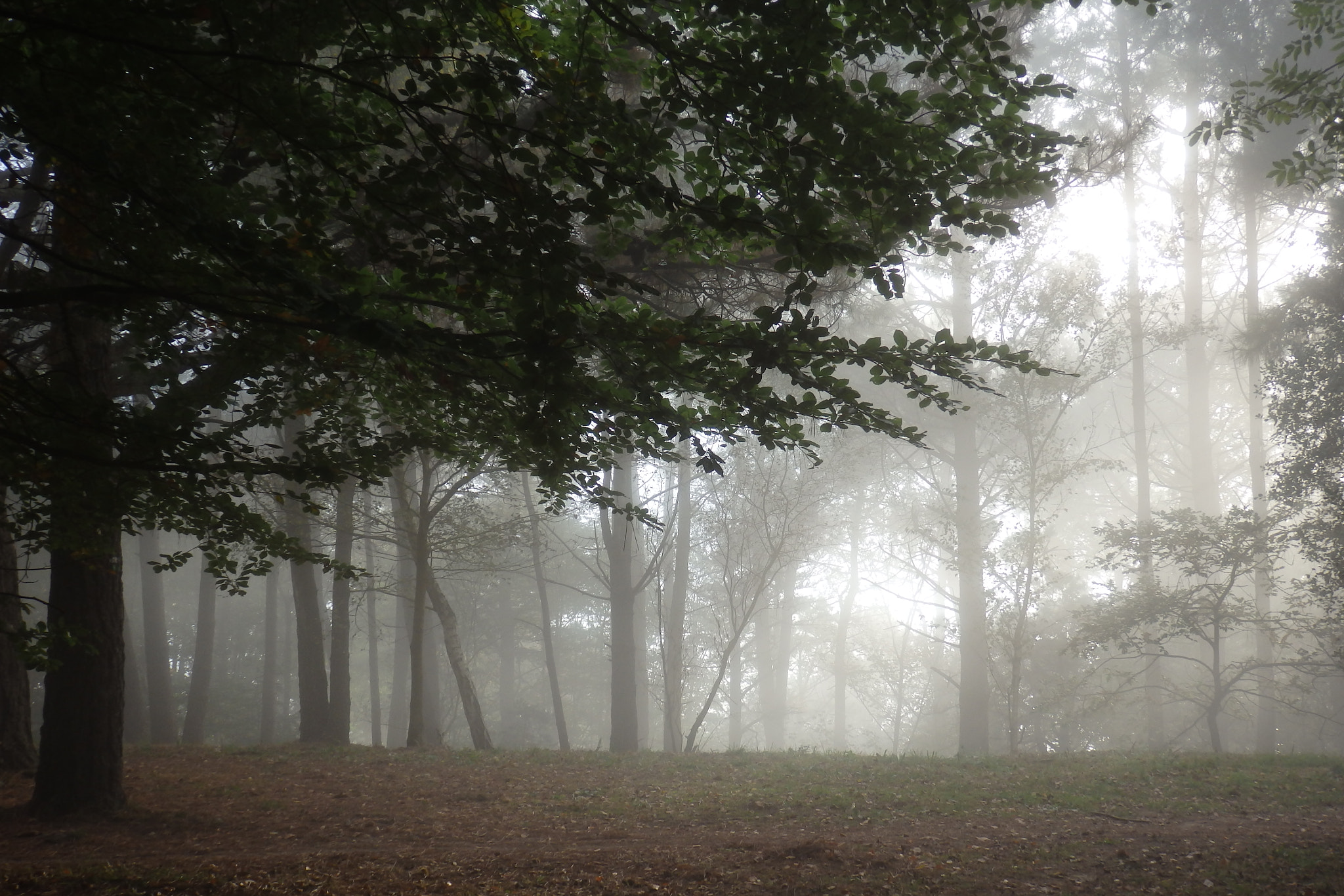 Olympus SZ-17 sample photo. Niebla photography