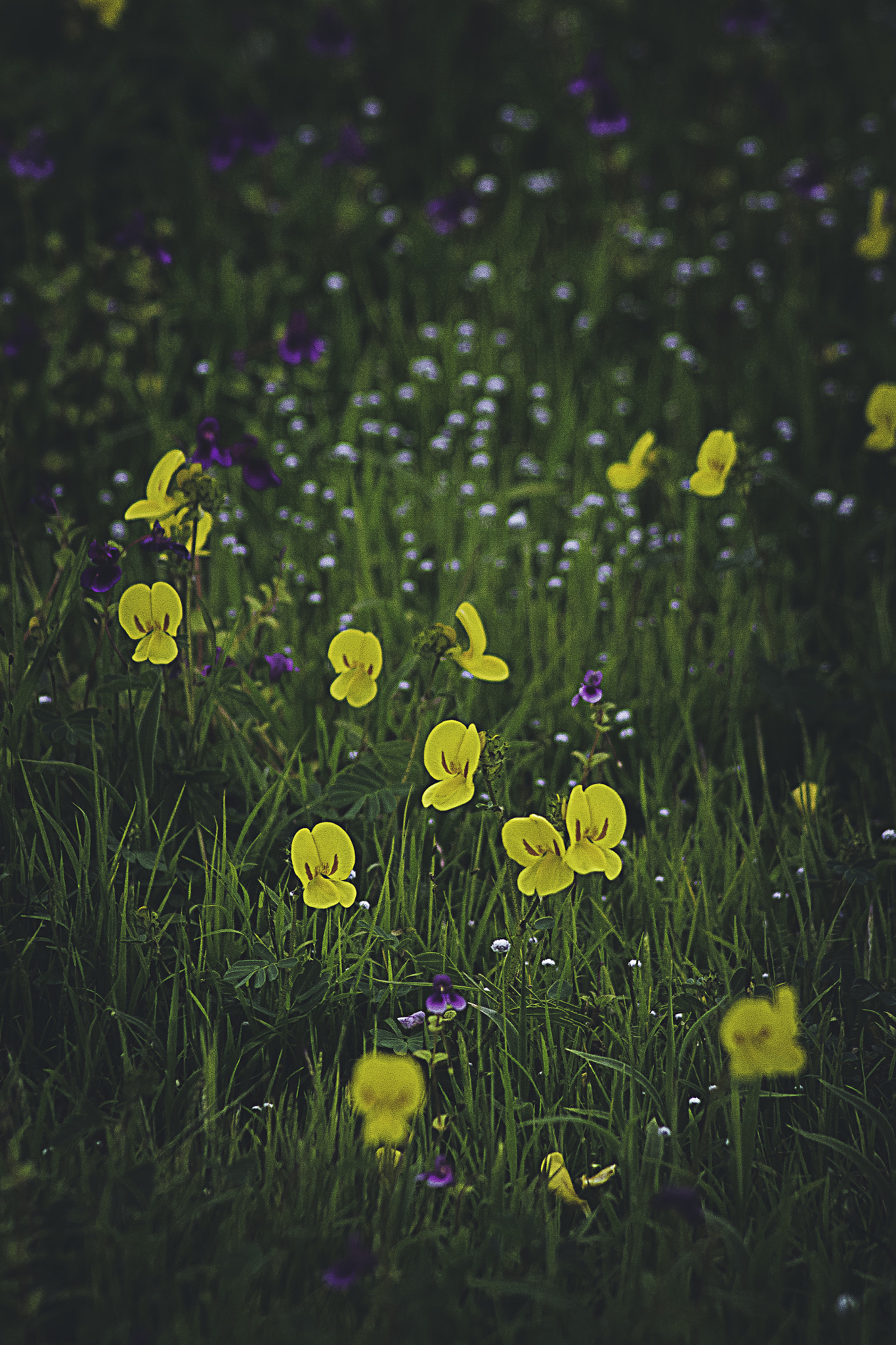 Canon EOS 7D sample photo. Wild flowers@kaas plateau photography