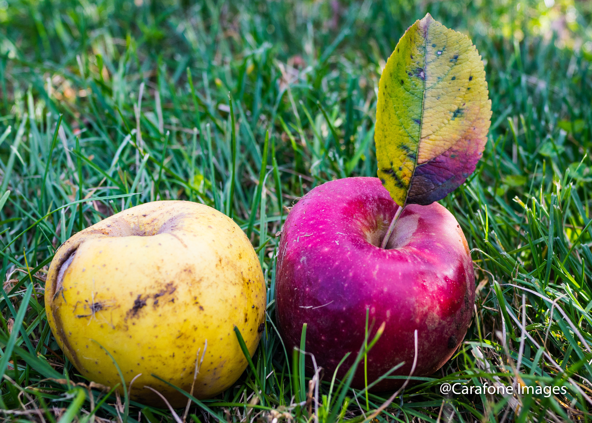 Tamron SP 35mm F1.8 Di VC USD sample photo. Apple pair photography