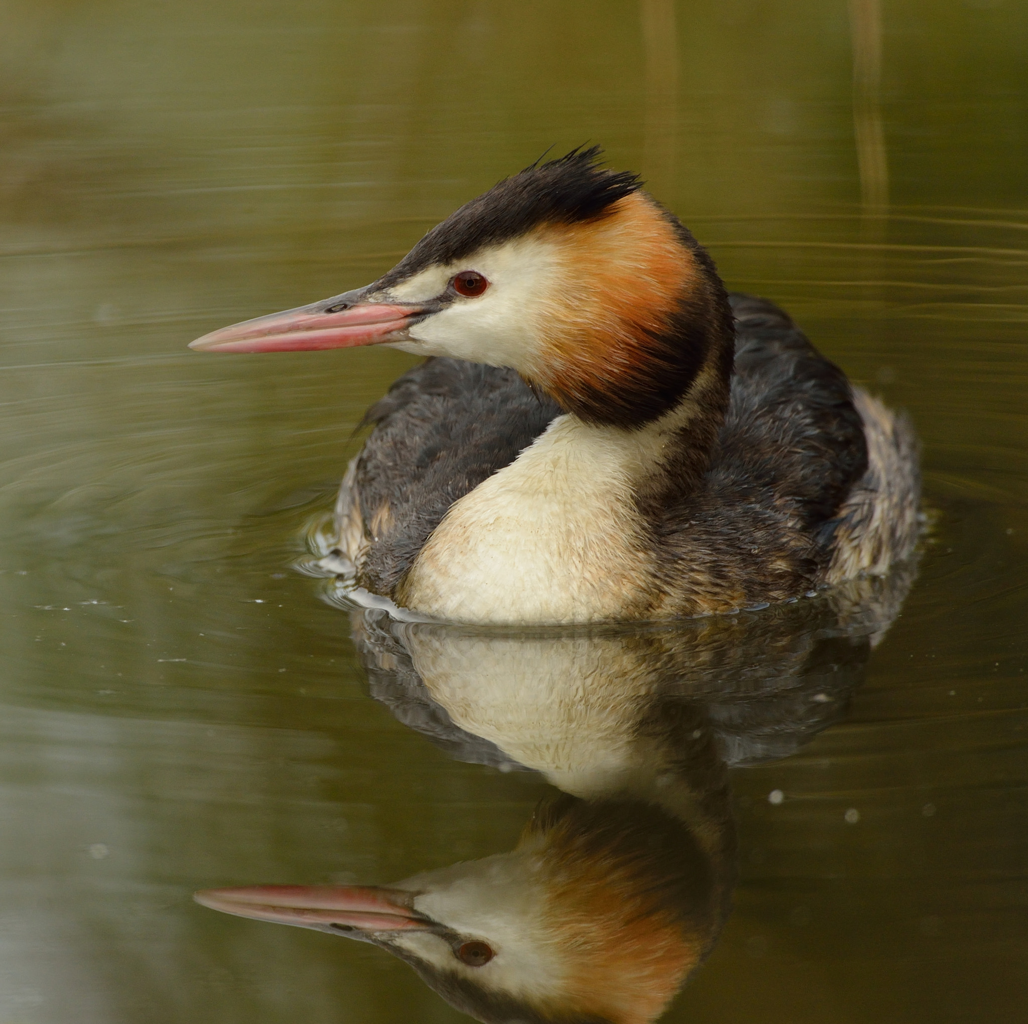 Nikon D600 + Nikon AF-S Nikkor 500mm F4G ED VR sample photo. Fuut photography