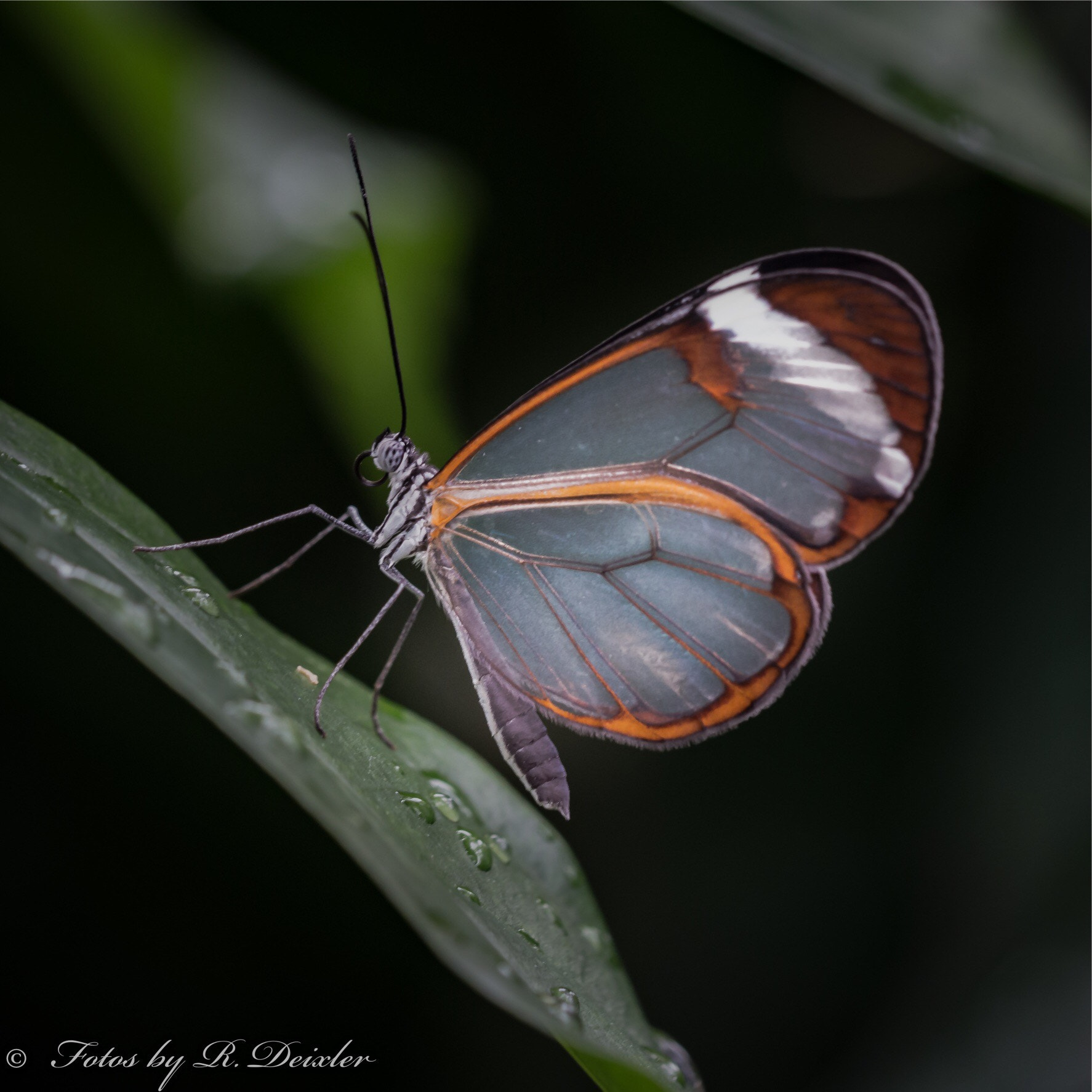 Sigma 150mm f/2.8 EX DG OS HSM APO Macro sample photo. Schmetterling photography
